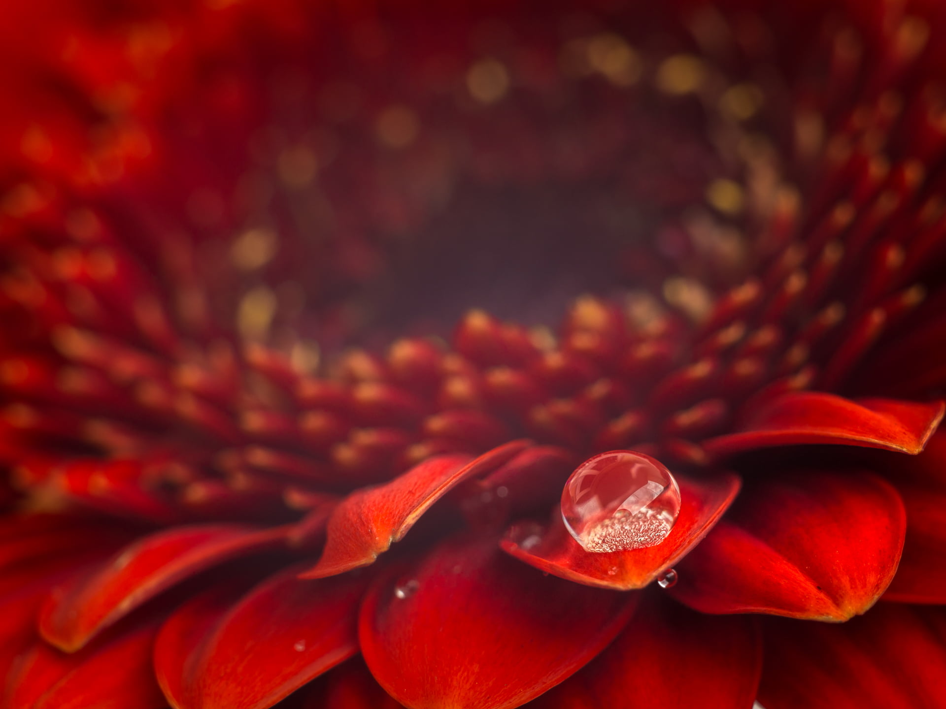 closeup photography of red petaled flower, Getting closer, Blume