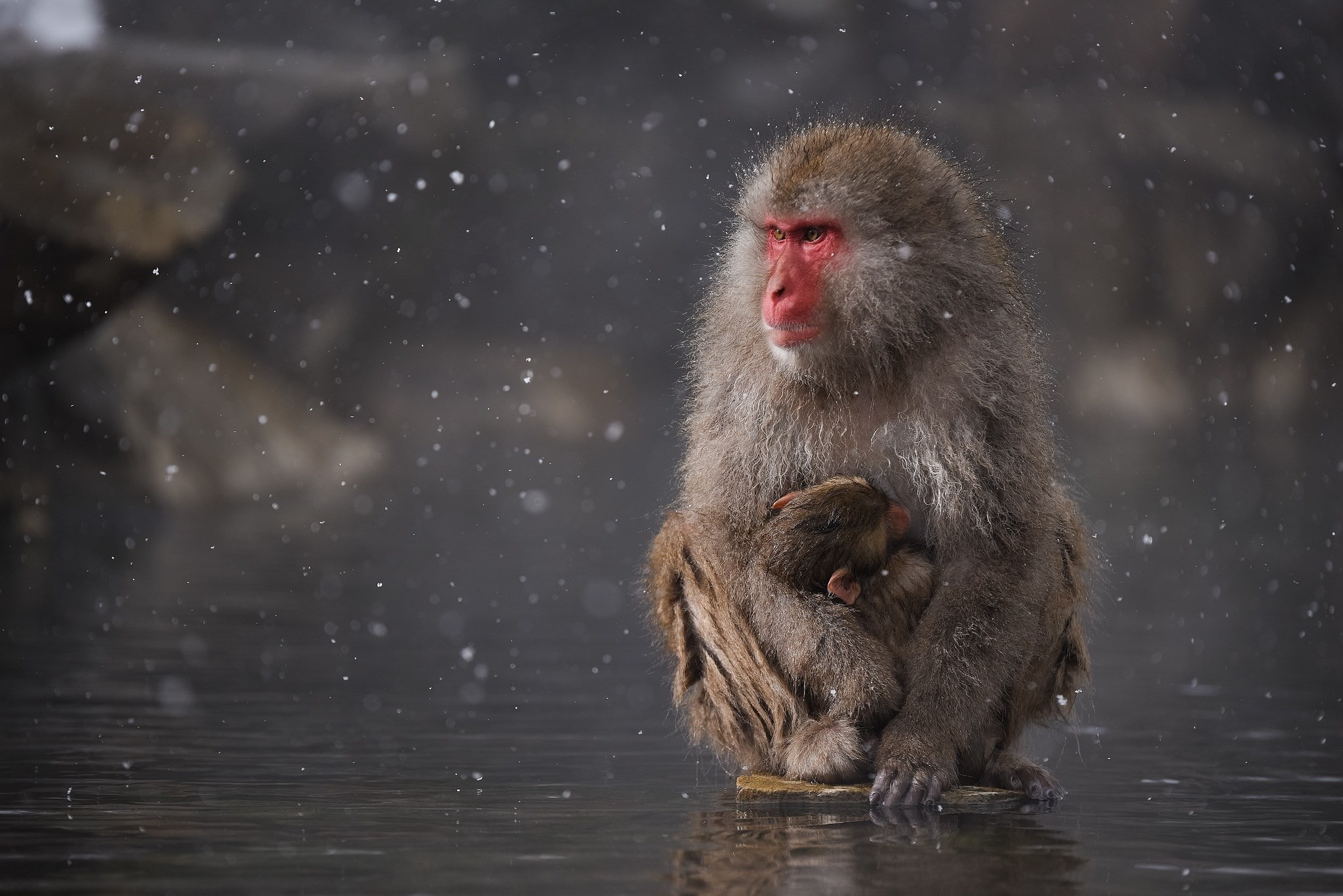 japanese macaque, animals in the wild, animal themes, animal wildlife