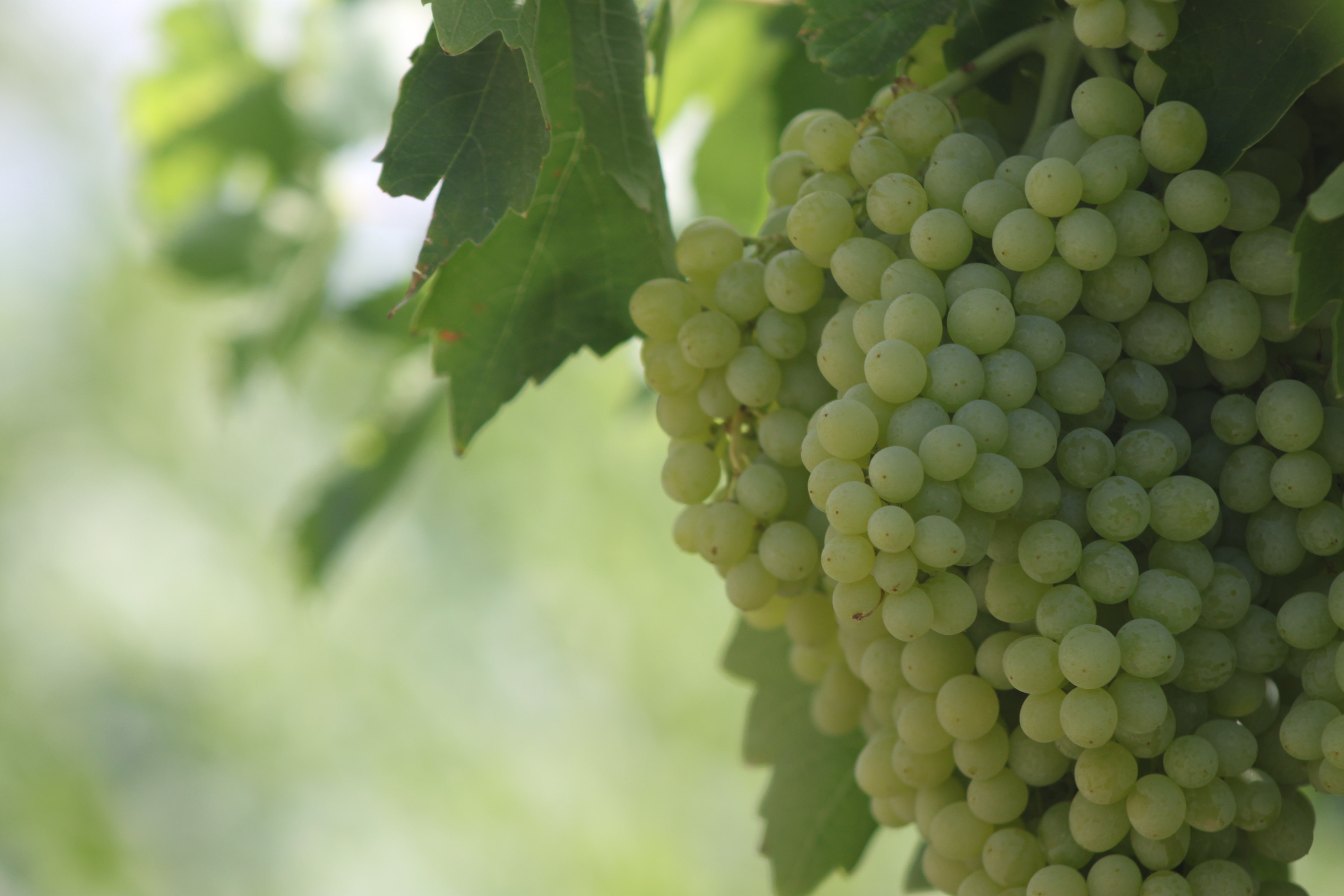 grapes, garden, landscape