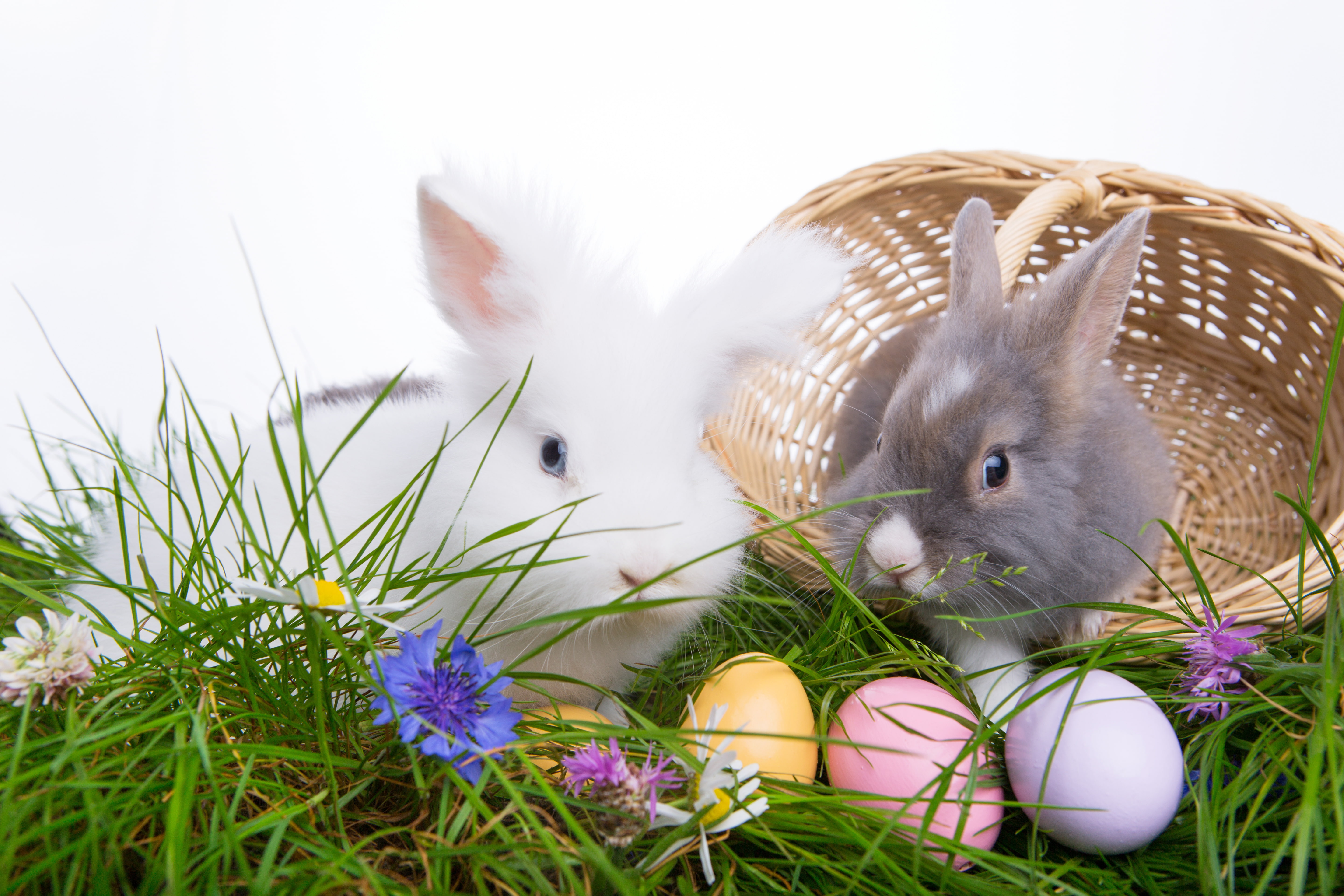 eggs, Easter, Easter eggs, happy easter