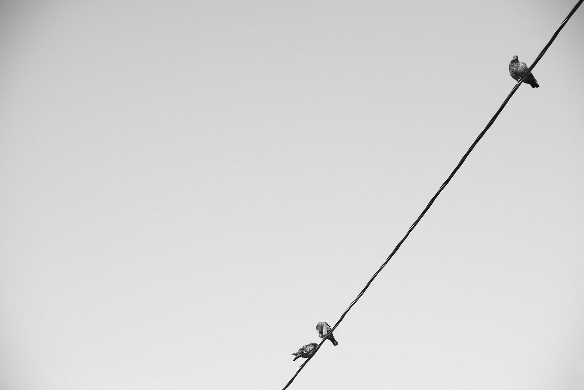black birds, doves, wire, minimalism, rope, hanging, cable, steel Cable