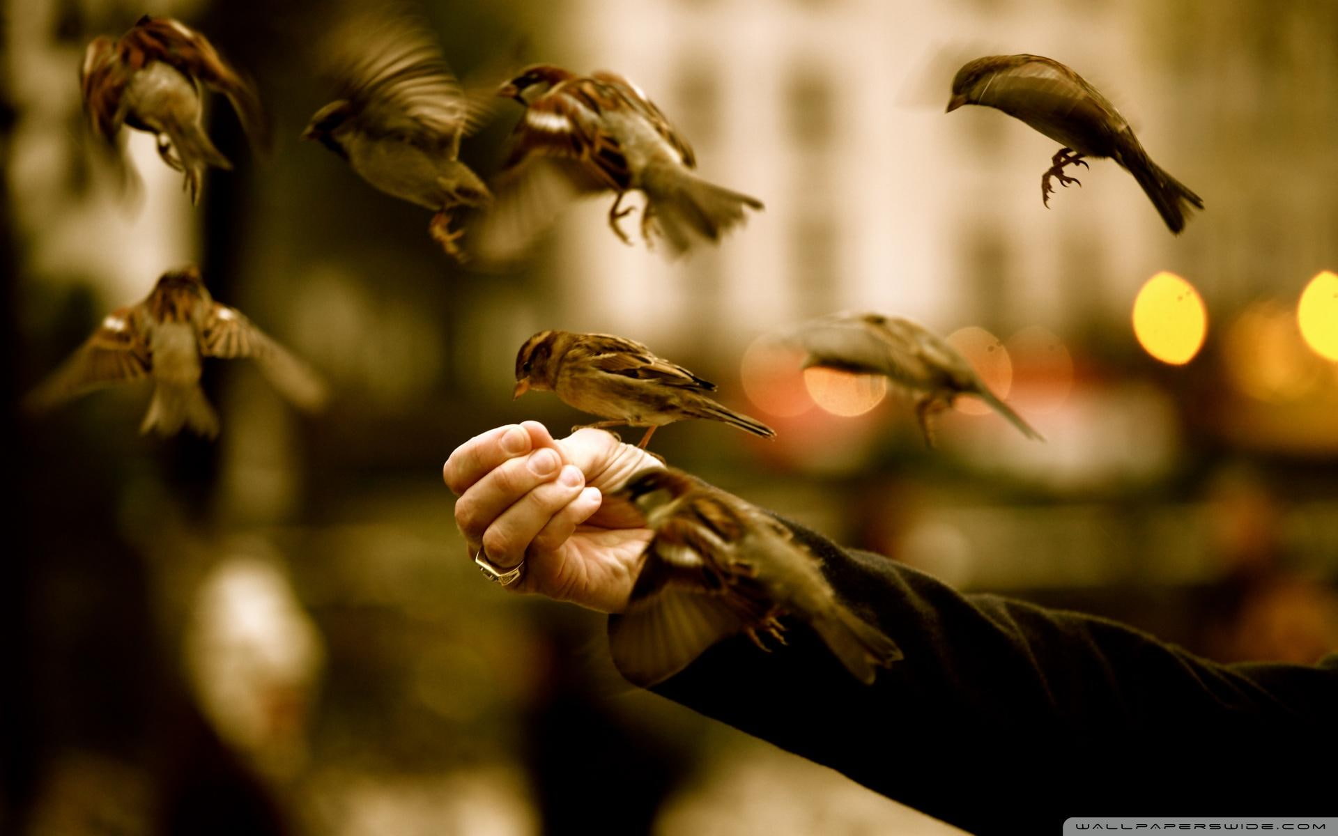 Feeding Sparrows, hand, flock, moment, feathers, birds, photography
