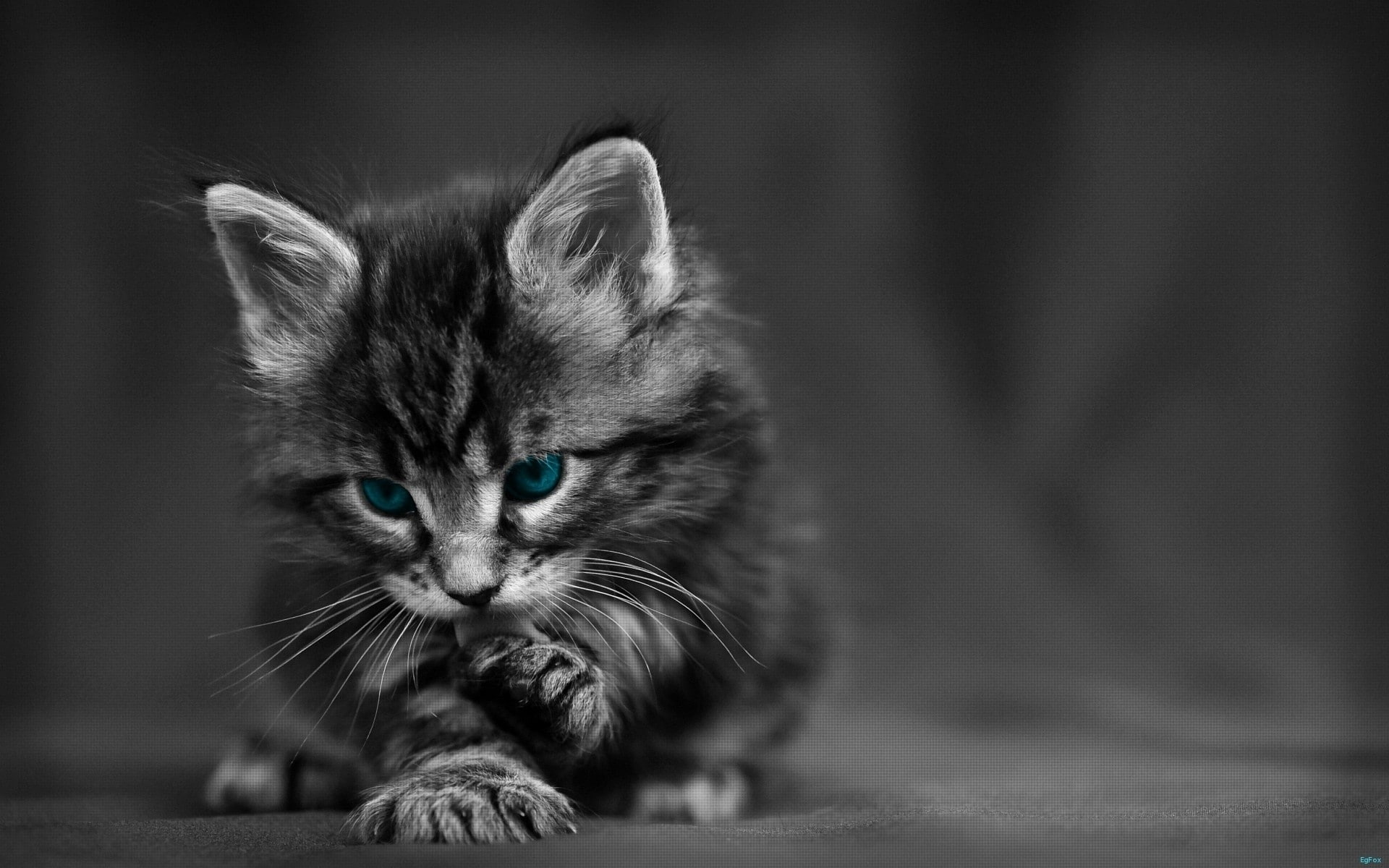 black, cat, Withe