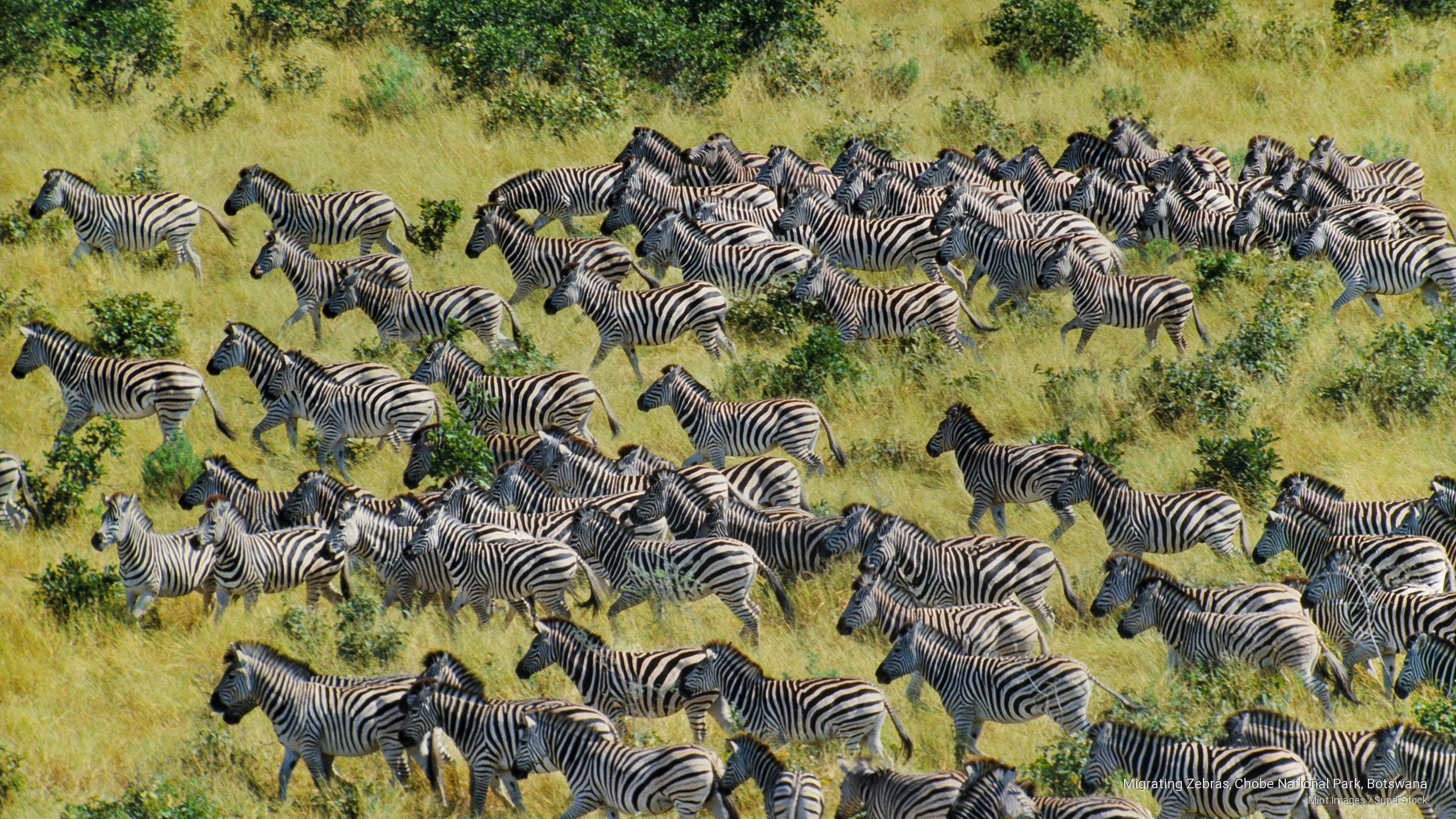 Migrating Zebras, Chobe National Park, Botswana, Africa