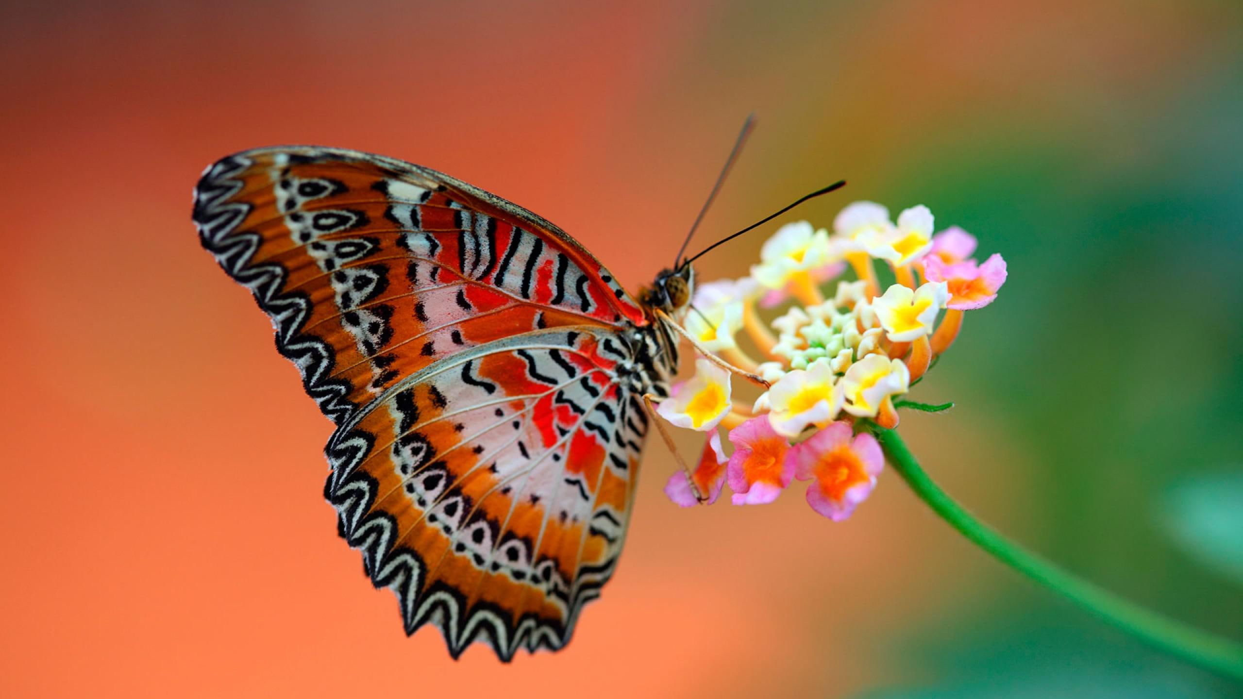 beautiful Colorful butterfly, leopard lacewing butterfly underwing