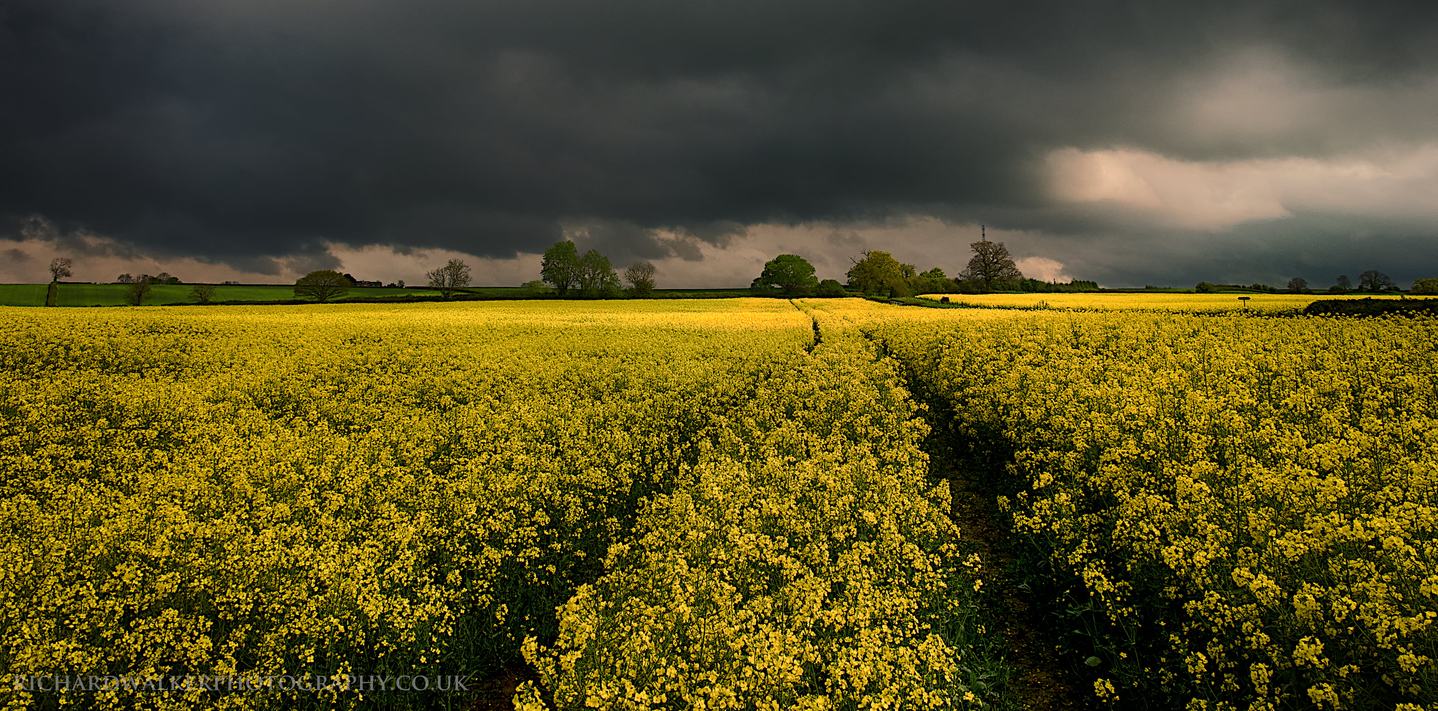 yellow flower field with gray cloudy skyu, clouds, rapeseed, spring