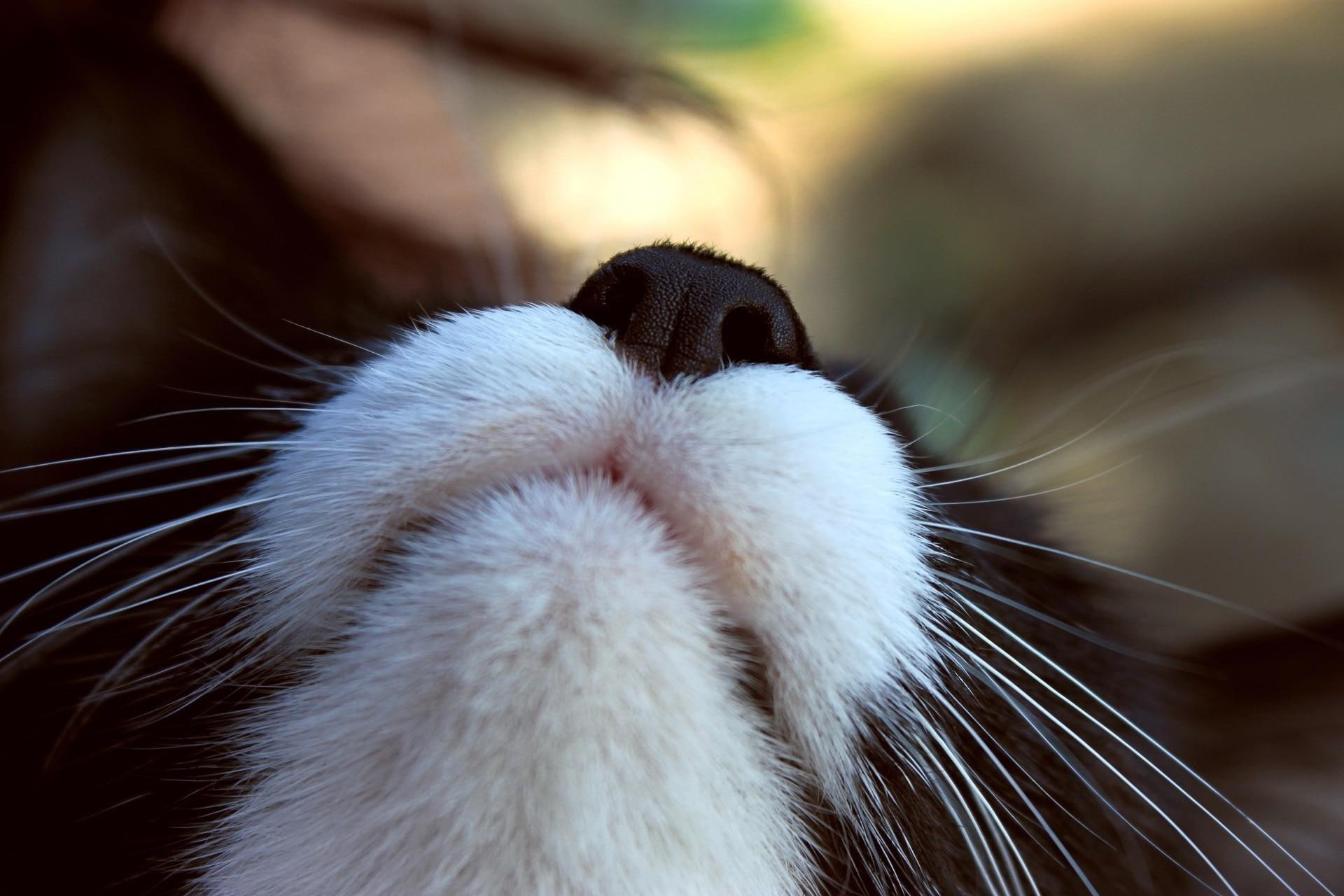 ... I Can Smell You, cats, lovely, nose, whiskers, funny, animals