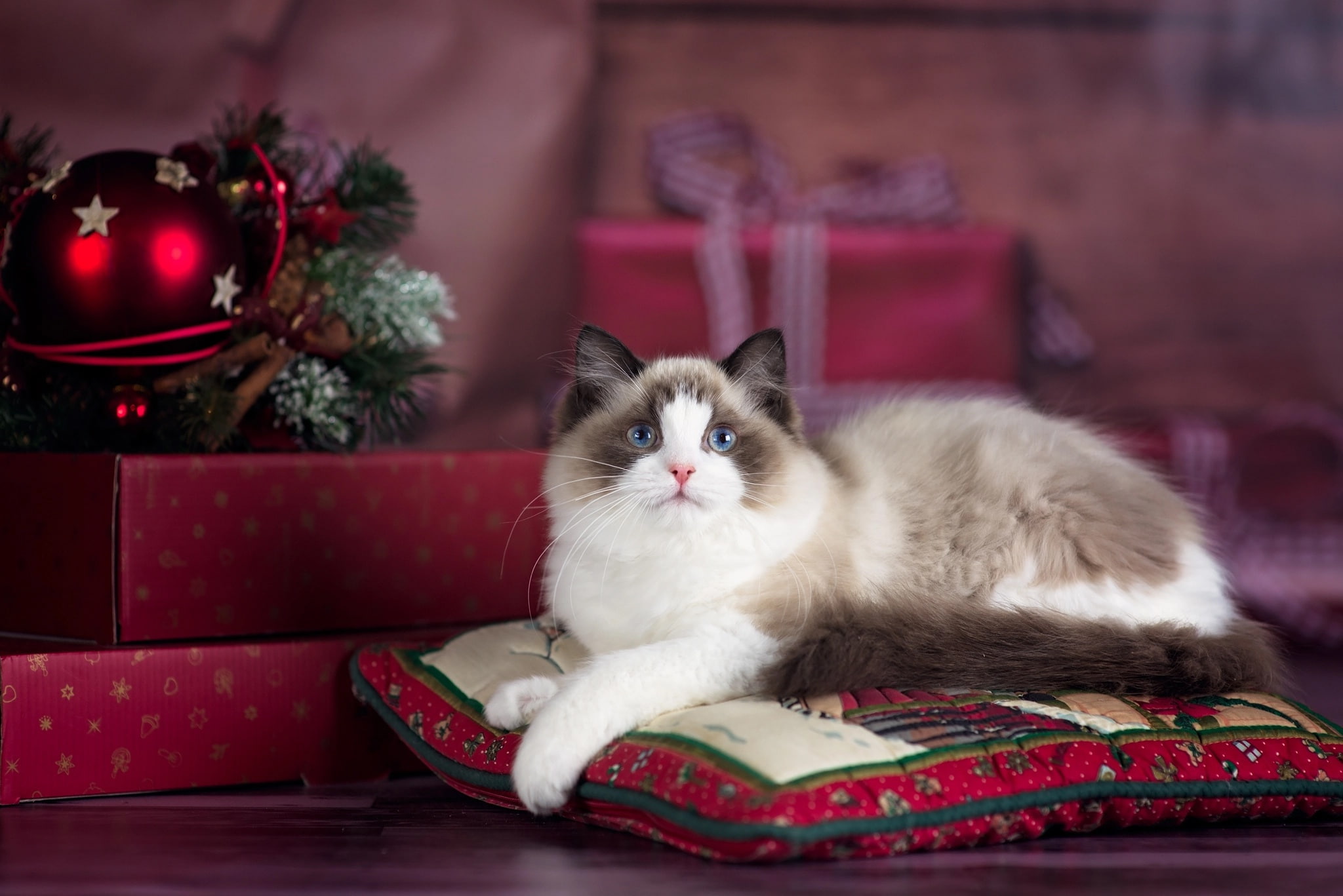 cat, animal, holiday, new year, Christmas, pillow, gifts, box