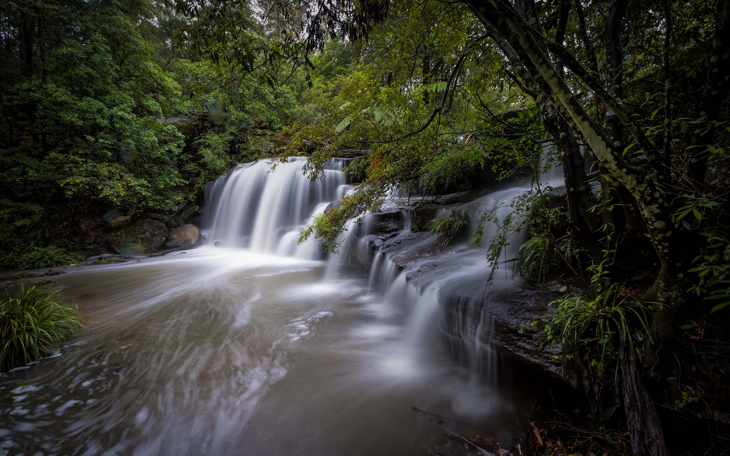 forest, waterfall