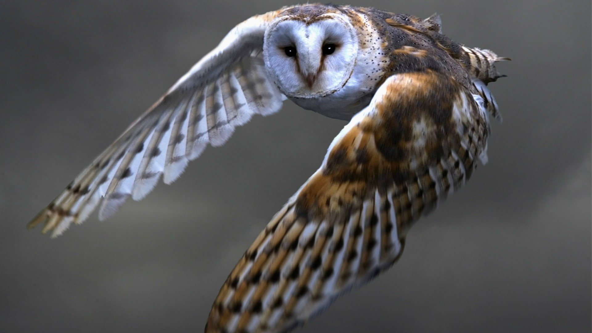 bird, owl