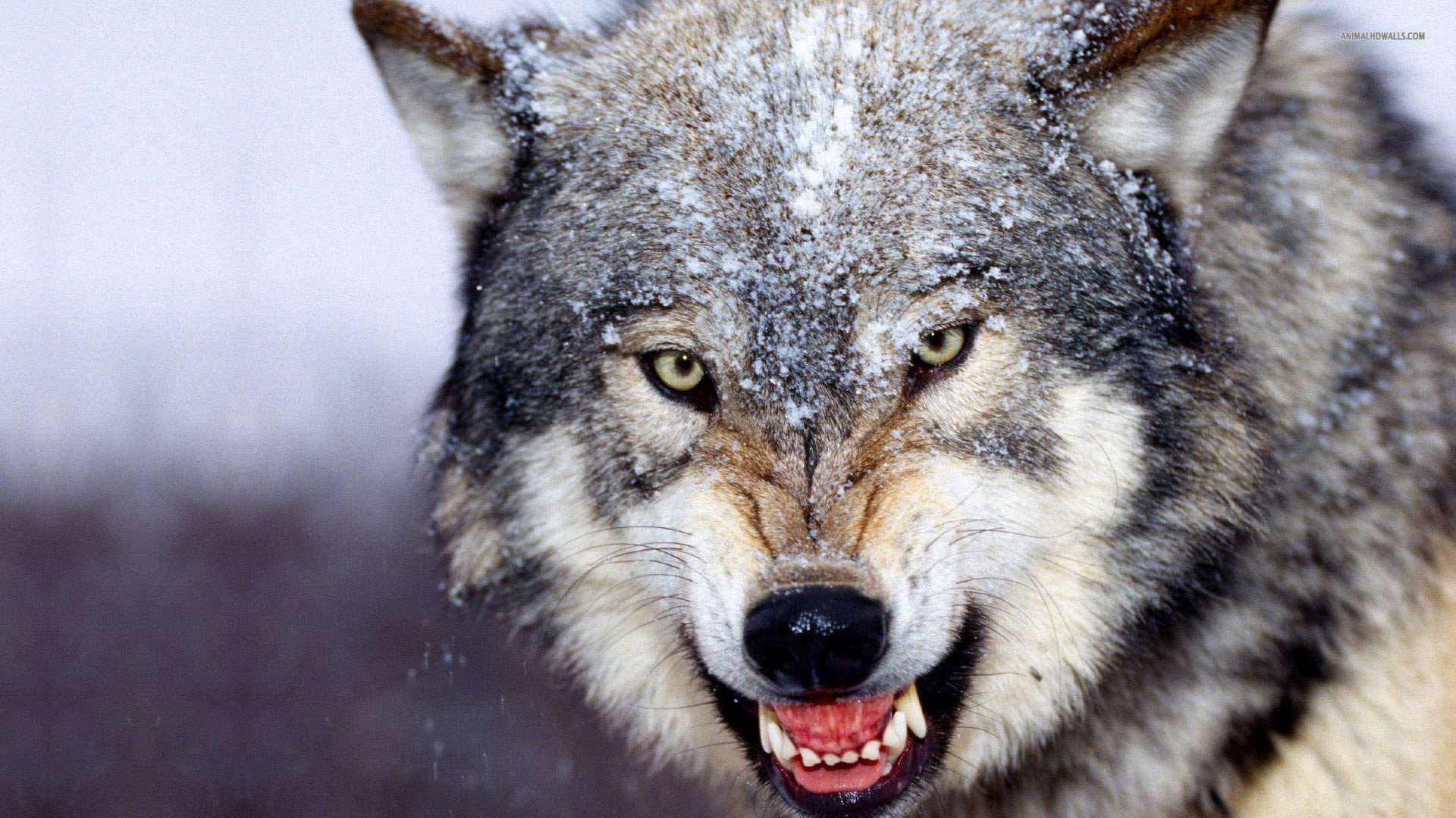 wolf