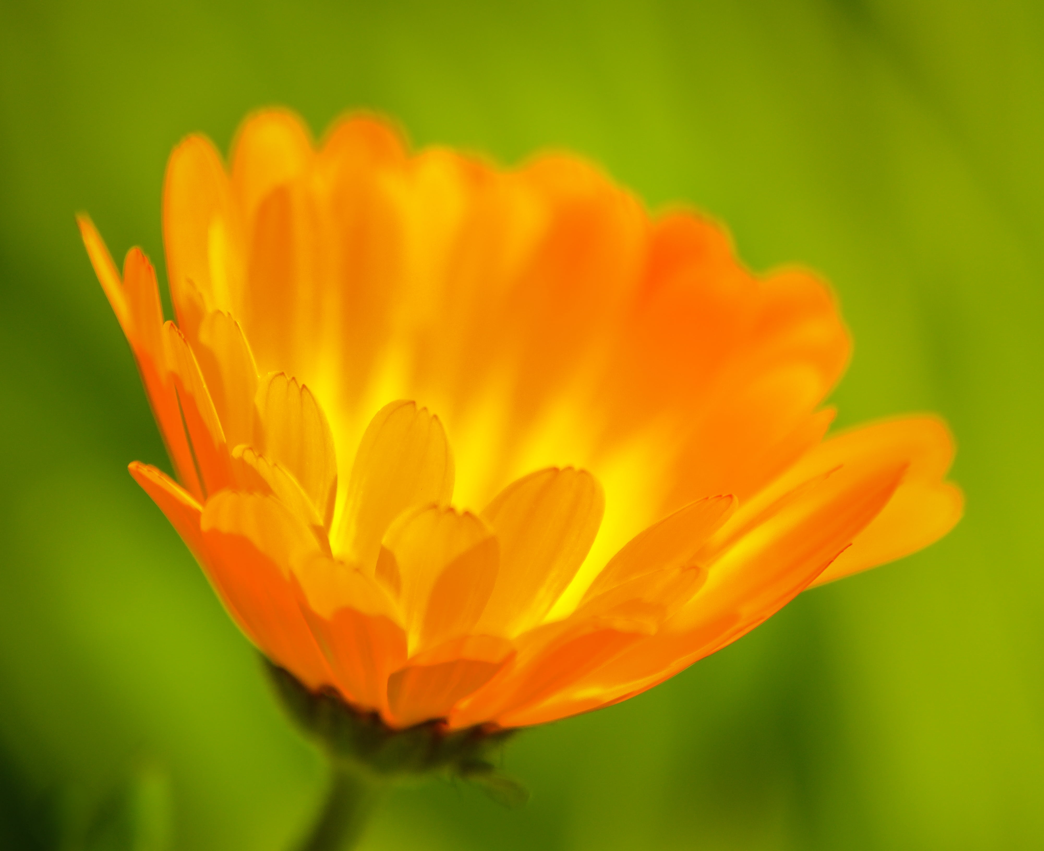micro photography of yellow Poppy flower, Orange Crush, sigma 70