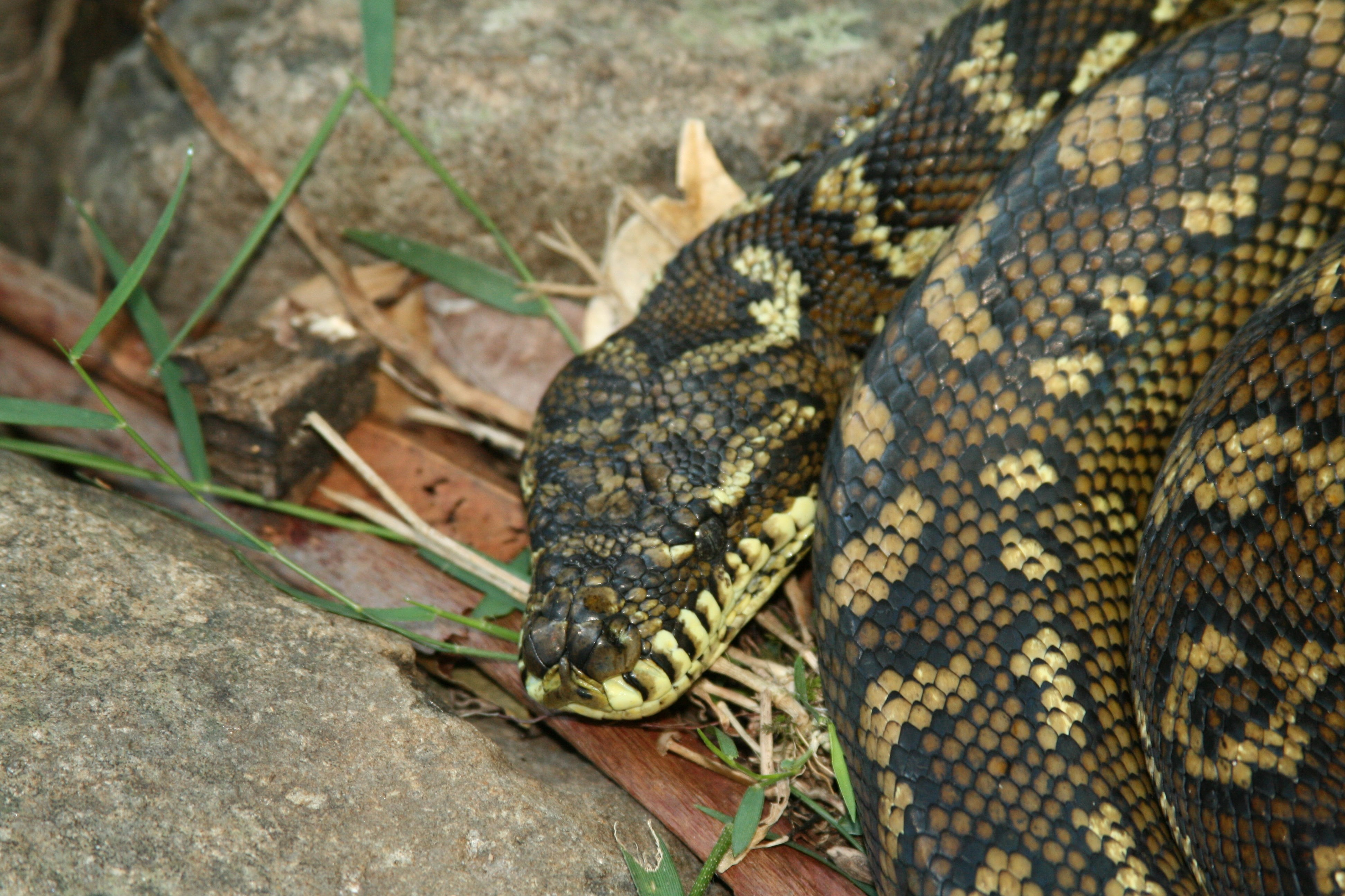 python