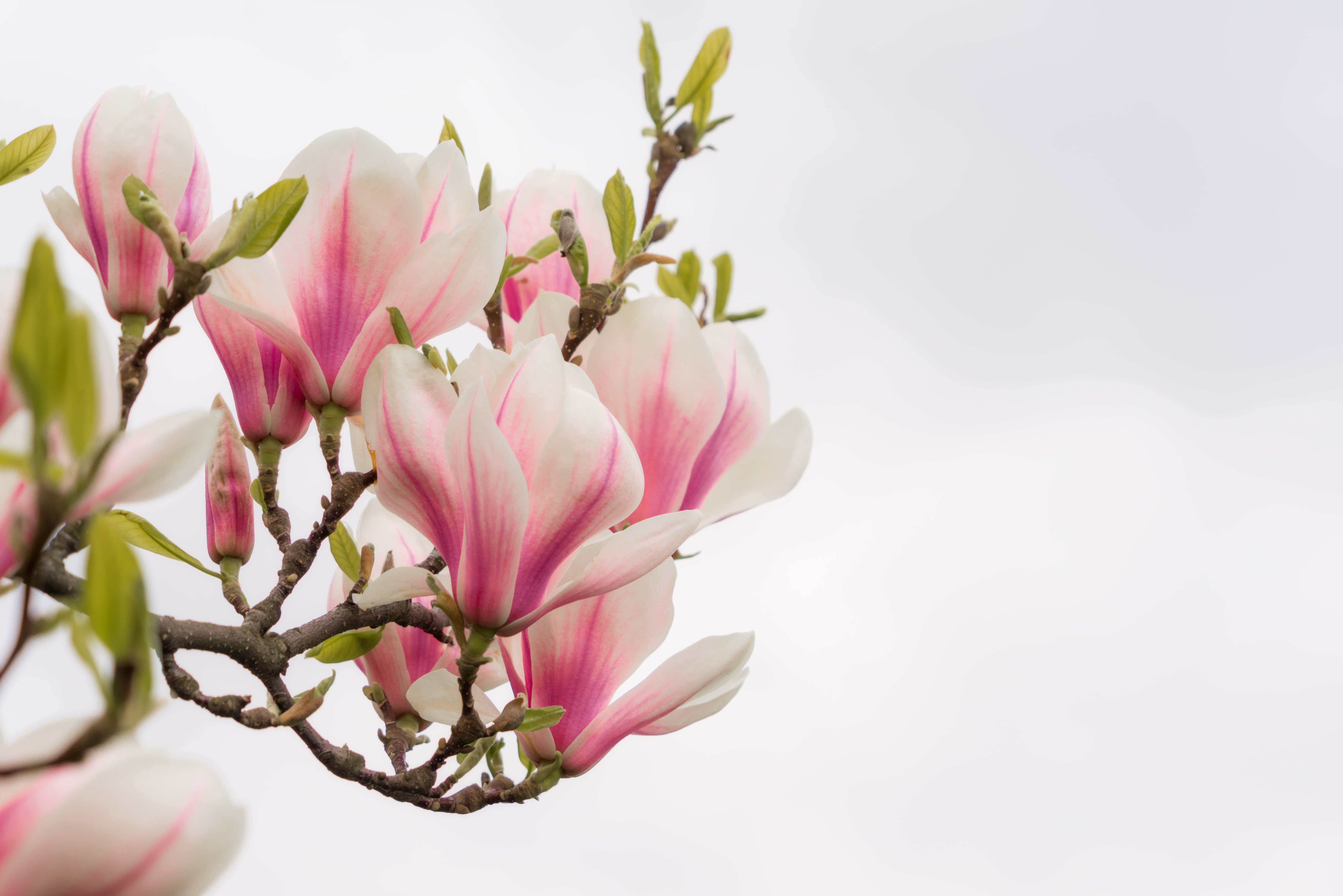 white-and-pink petaled flowers, branch, Magnolia, prague  spring