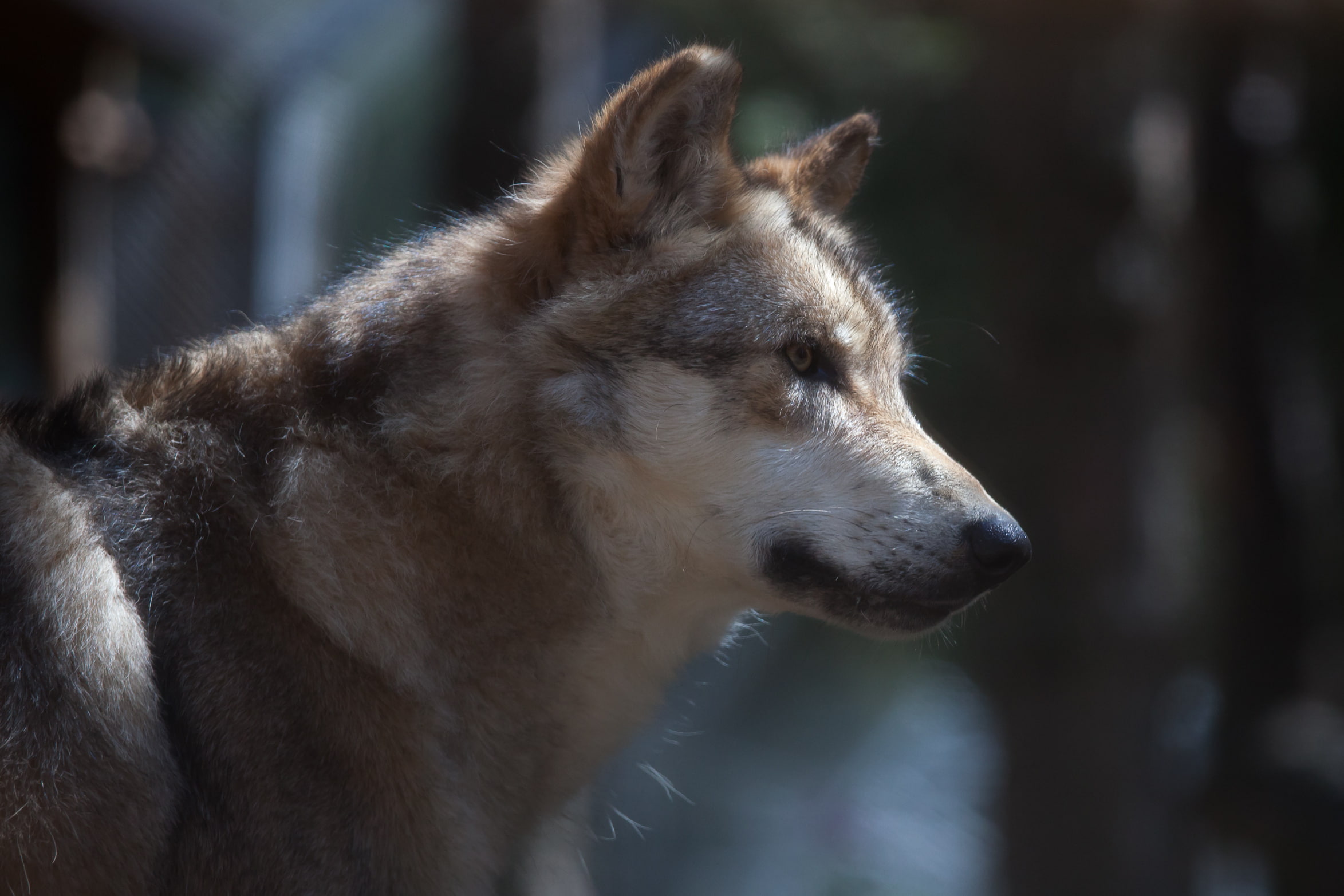 gray, wolf, wolves