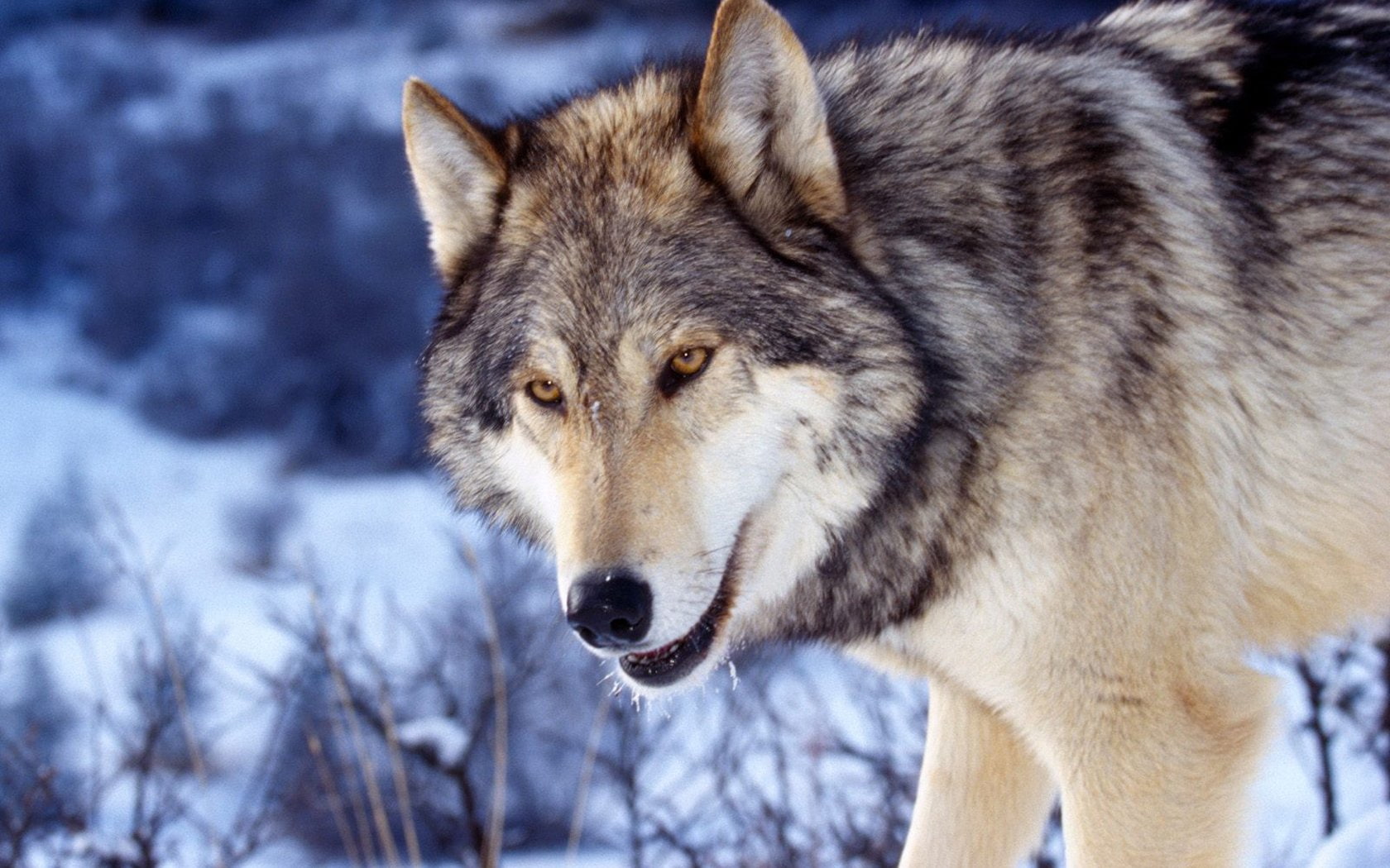wolves