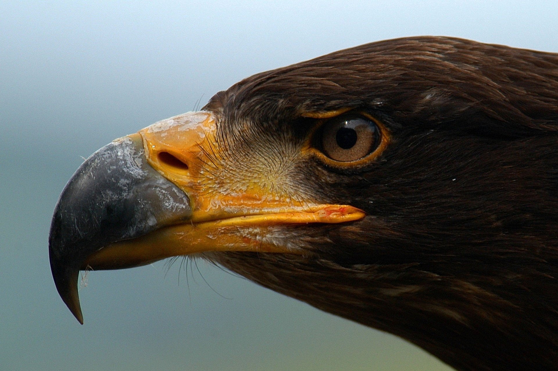 Birds, Eagle