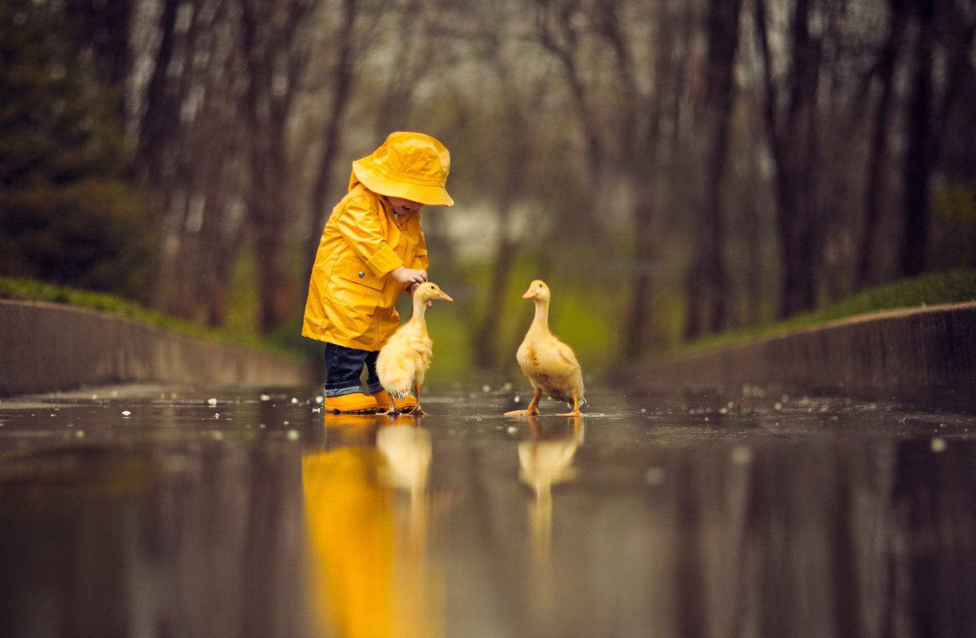 Photography, Child, Cute, Goose, Little Boy, Raincoat, Reflection