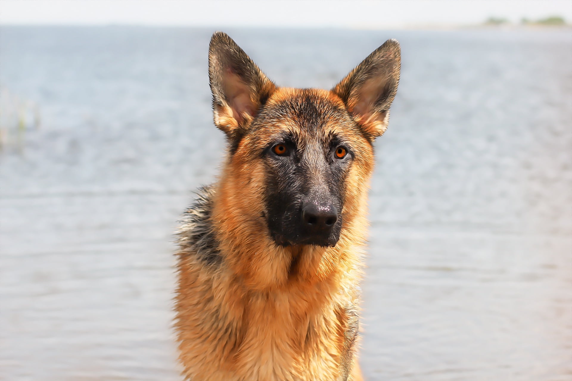 background, each, shepherd