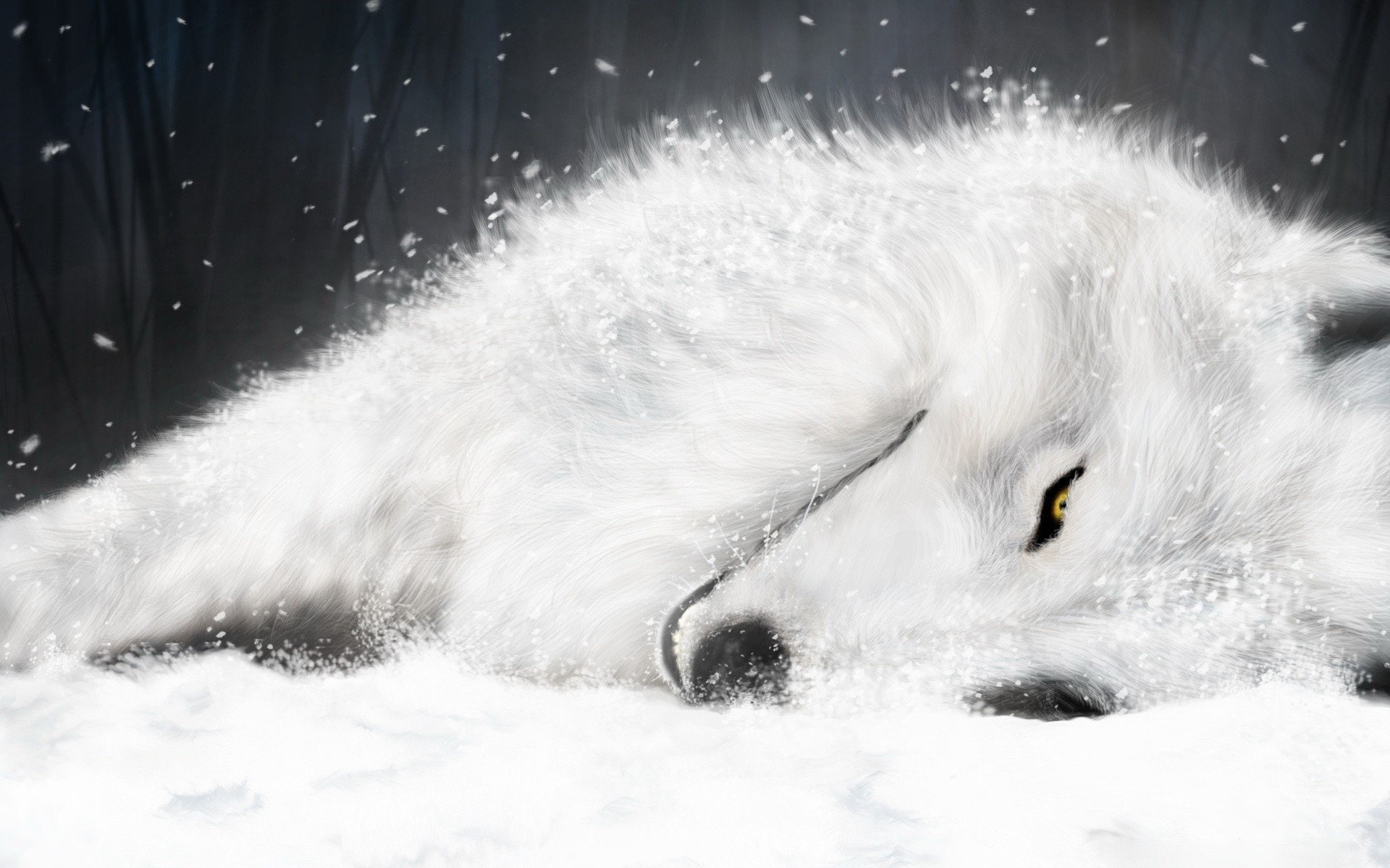 wolf