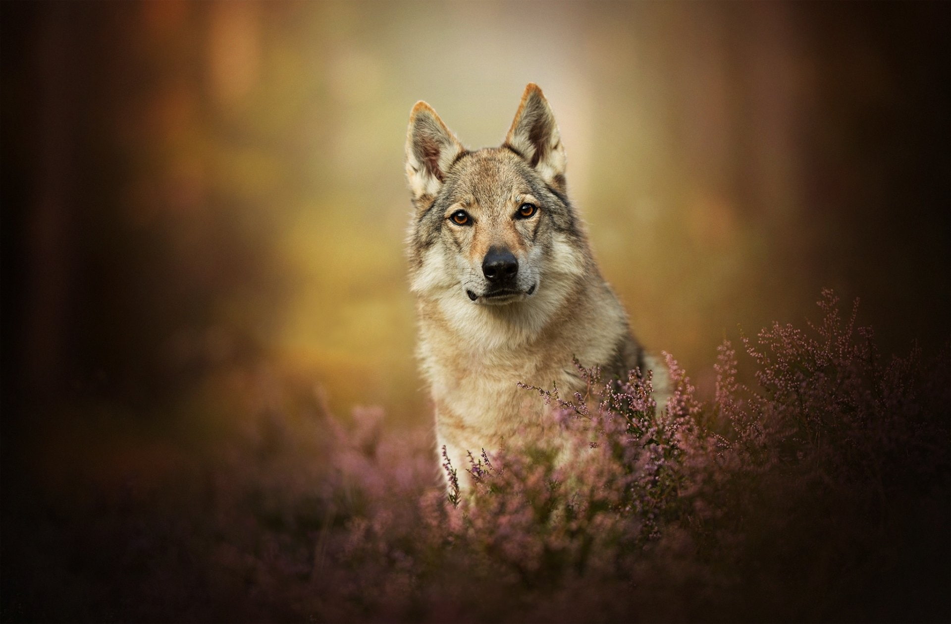 Dogs, Wolfdog, Czechoslovakian Wolfdog, Depth Of Field, Pet