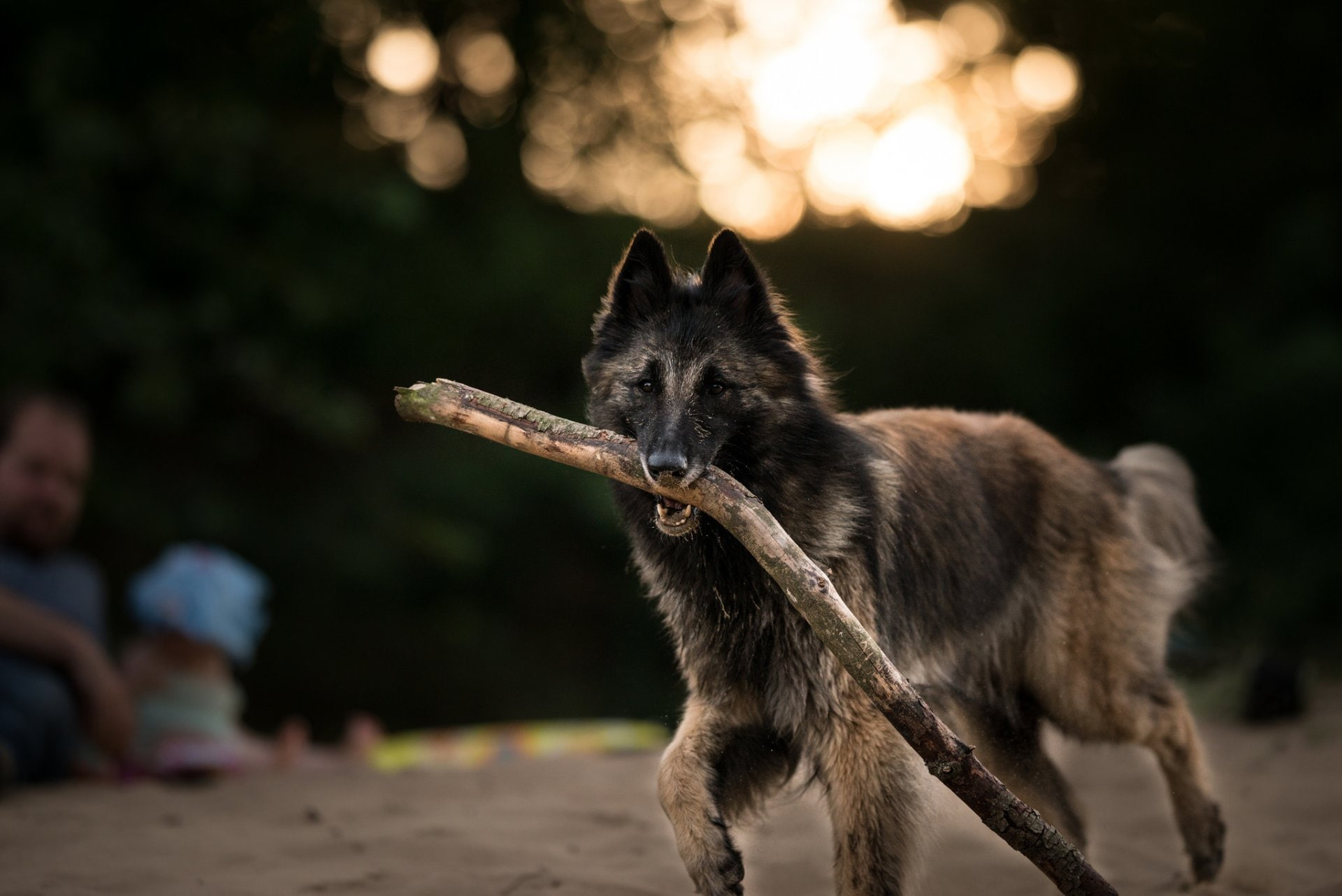 Dogs, Belgian Malinois