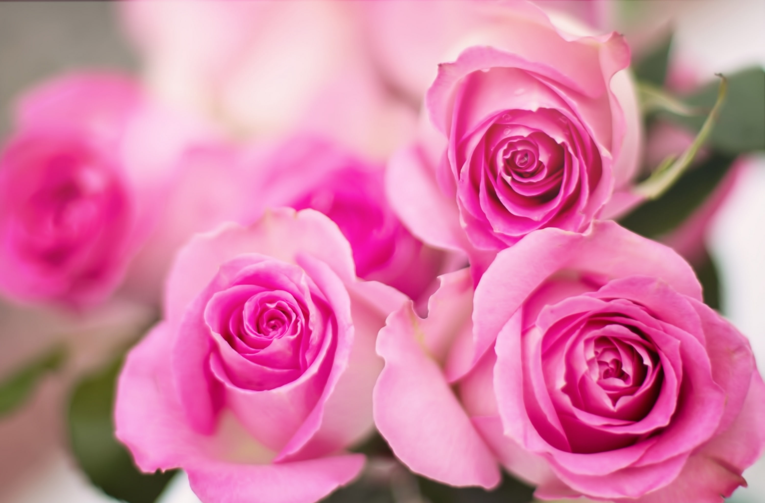 Pink Roses Flowers, Cute, Summer, Love, Fresh, Birthday, Romance