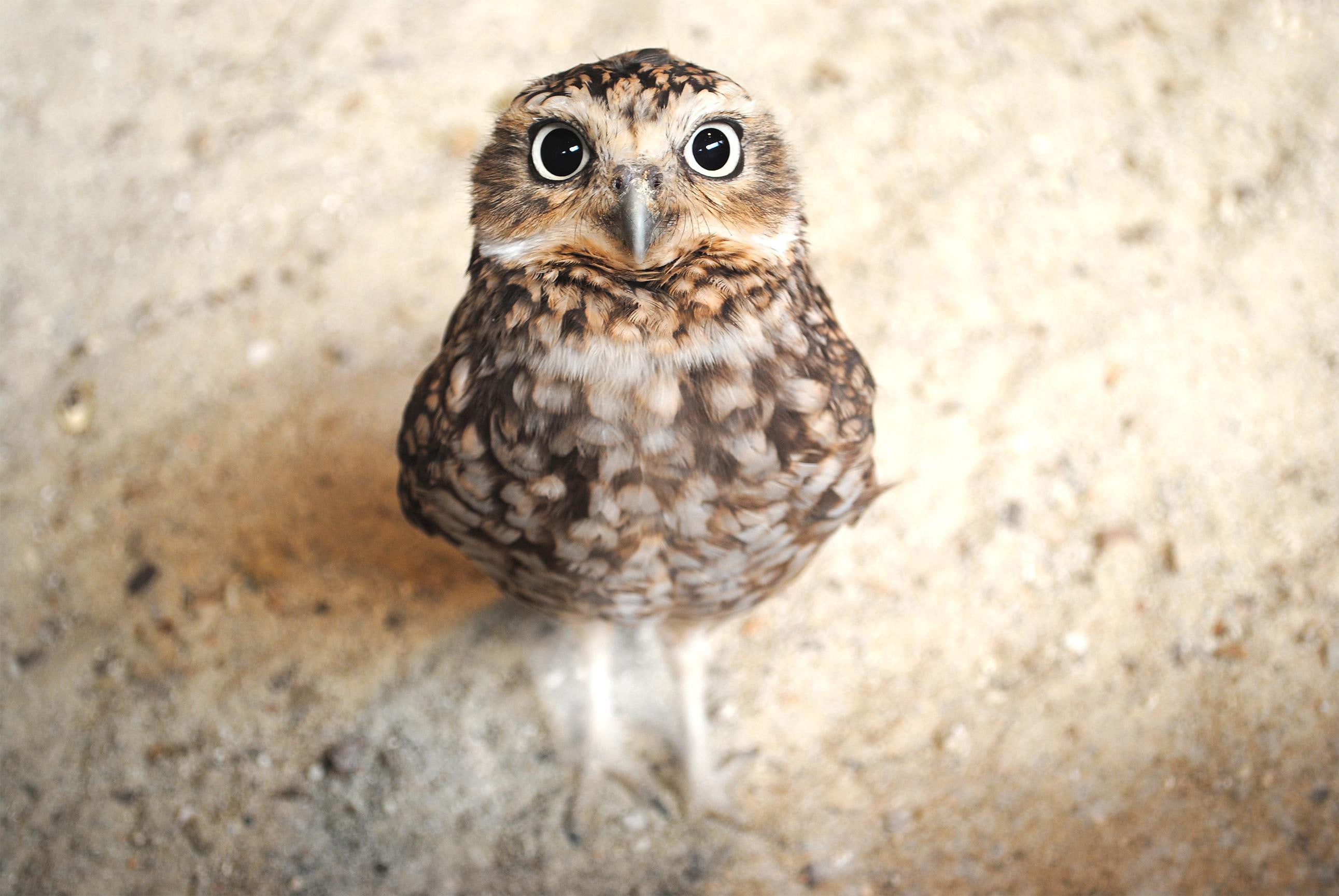 owl
