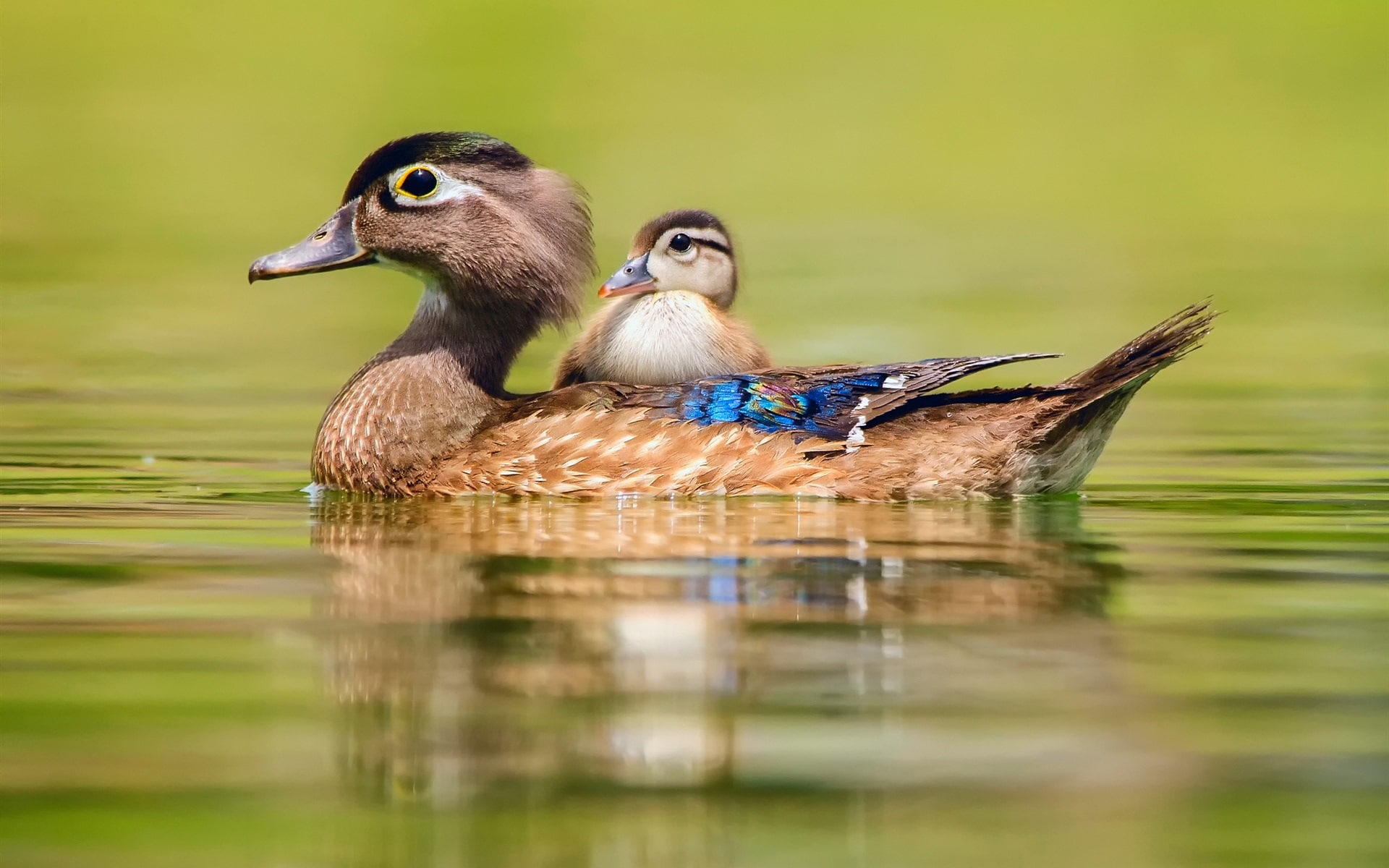 Duck swimming, water, motherhood and cub, two brown and black ducks