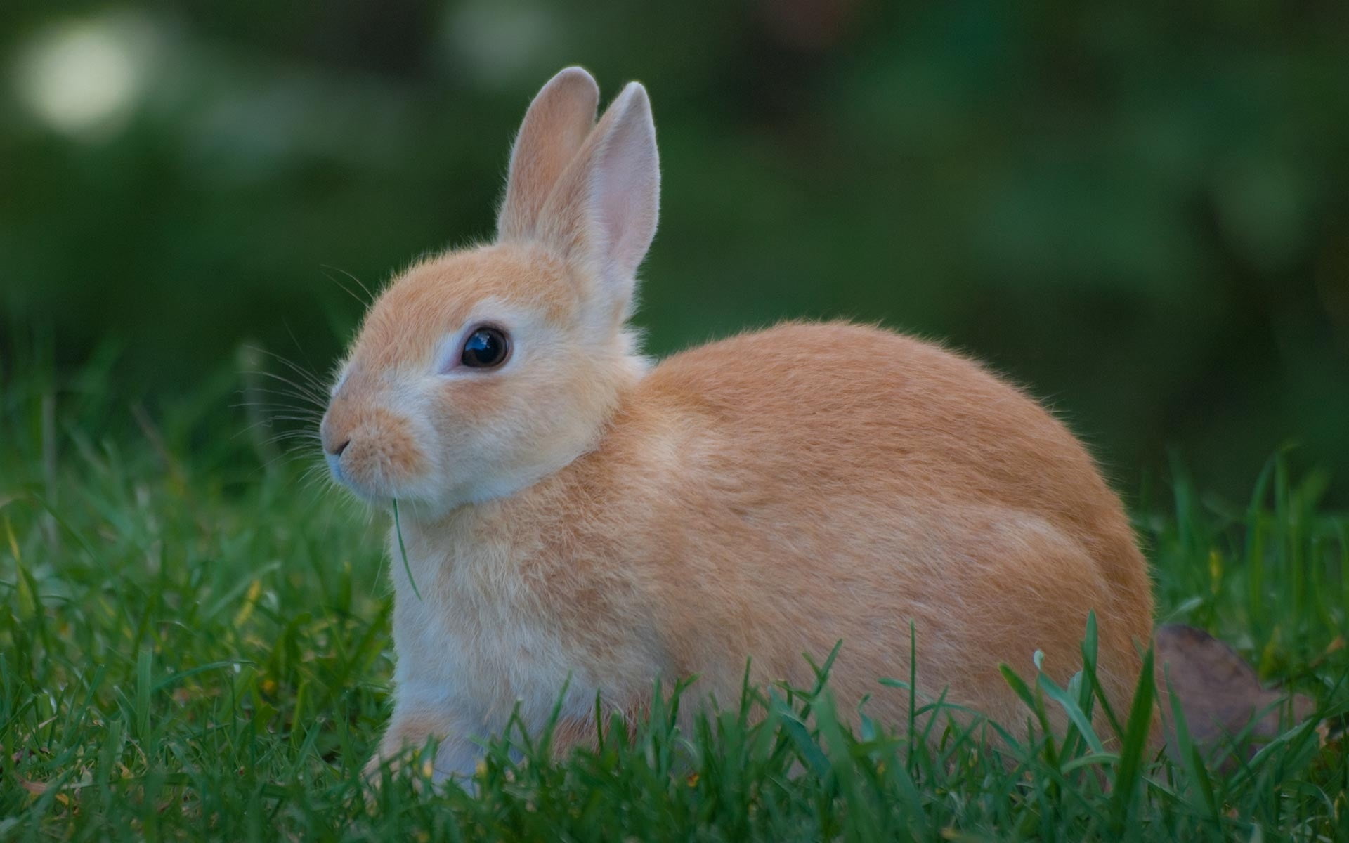 brown and white rabbit, grass, waiting, rabbit - Animal, cute