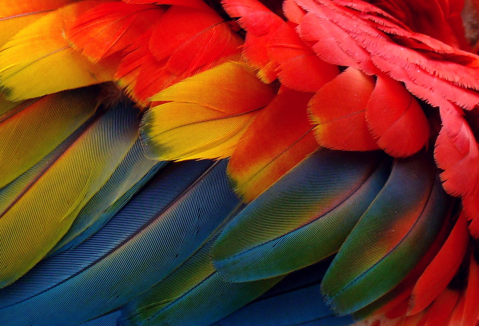 red, yellow and blue feather wallpaper, Arara, penas, color, colores