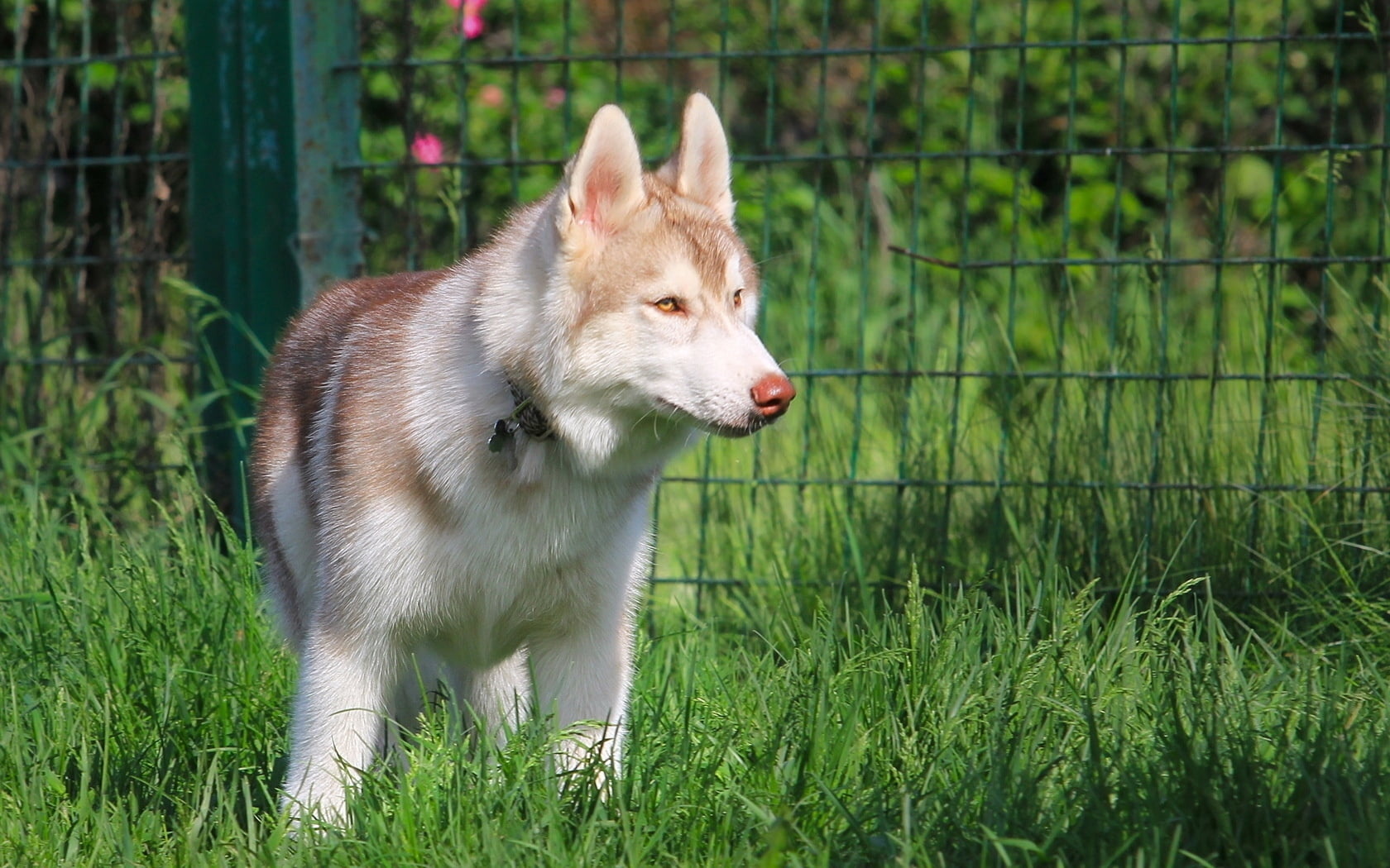 adult white and brown Siberian husky, dogs, mesh, grass, walk