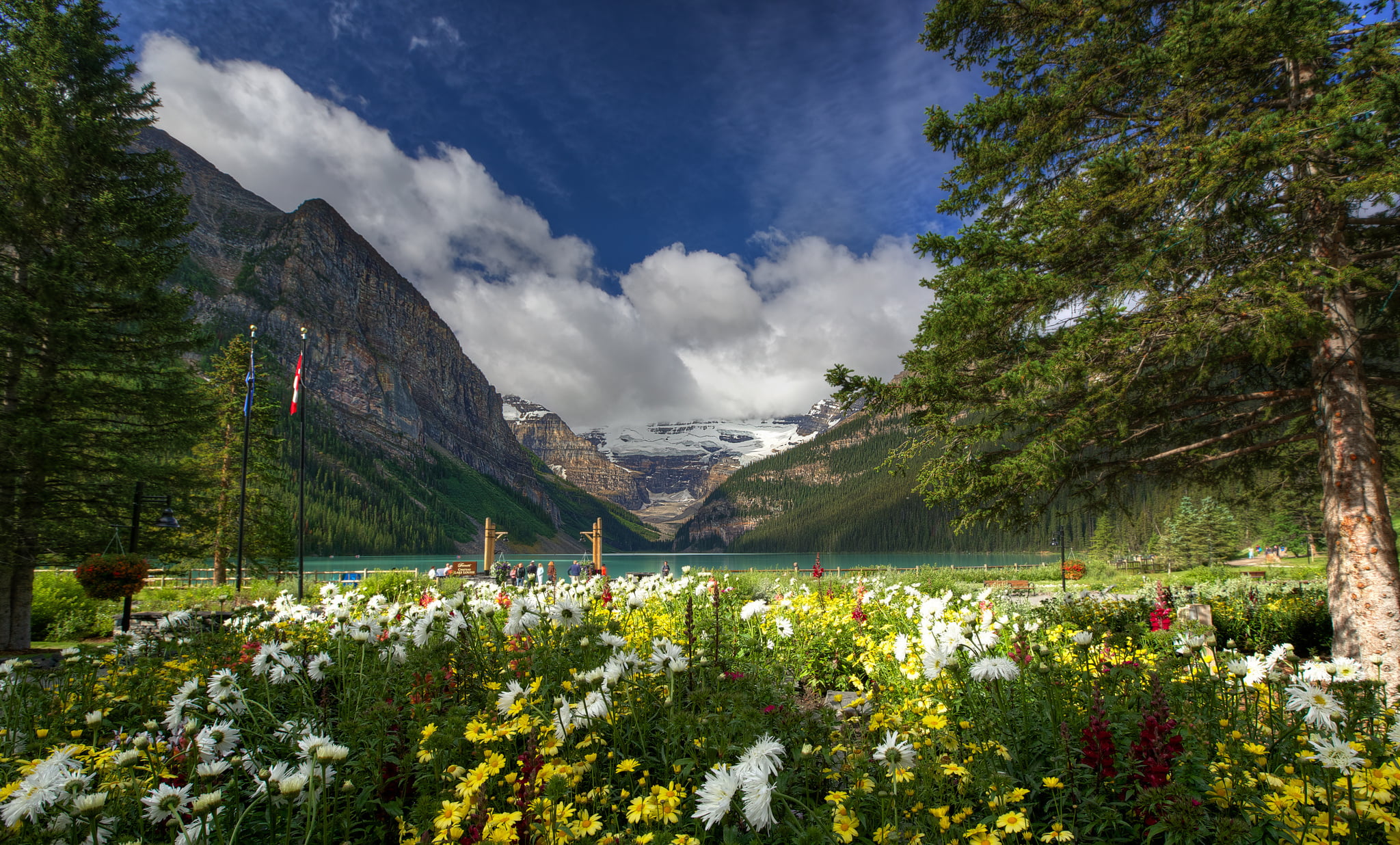 white and yellow daisies, trees, flowers, mountains, nature, lake
