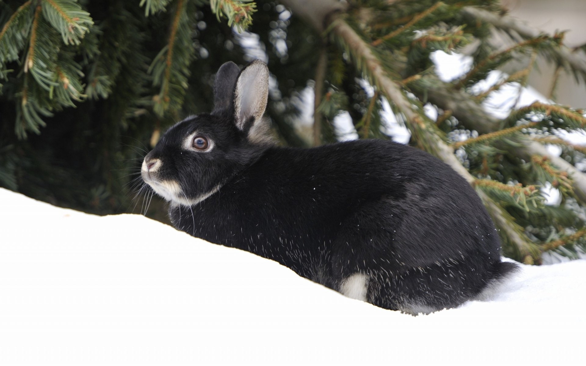 Animal, Hare