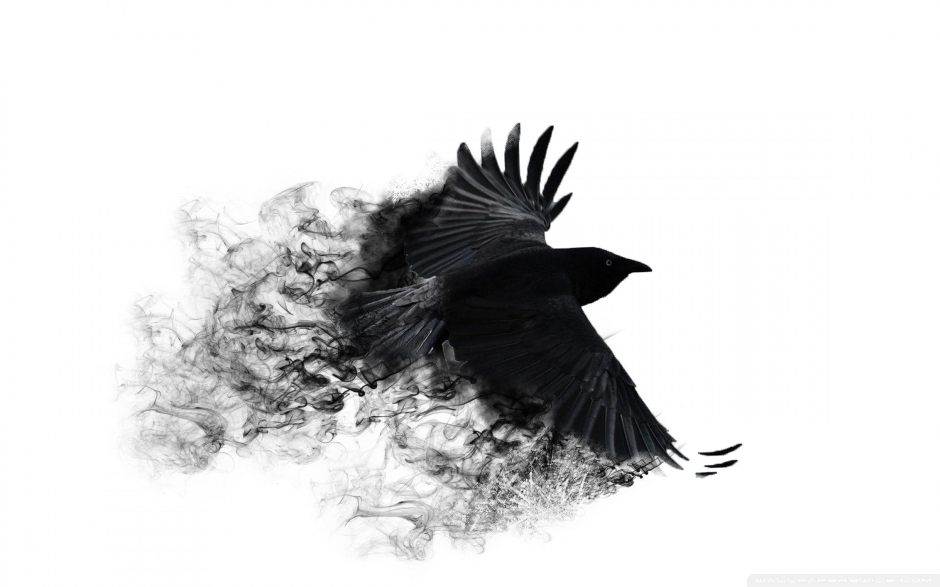 black bird, background, crows, minimalistic, white