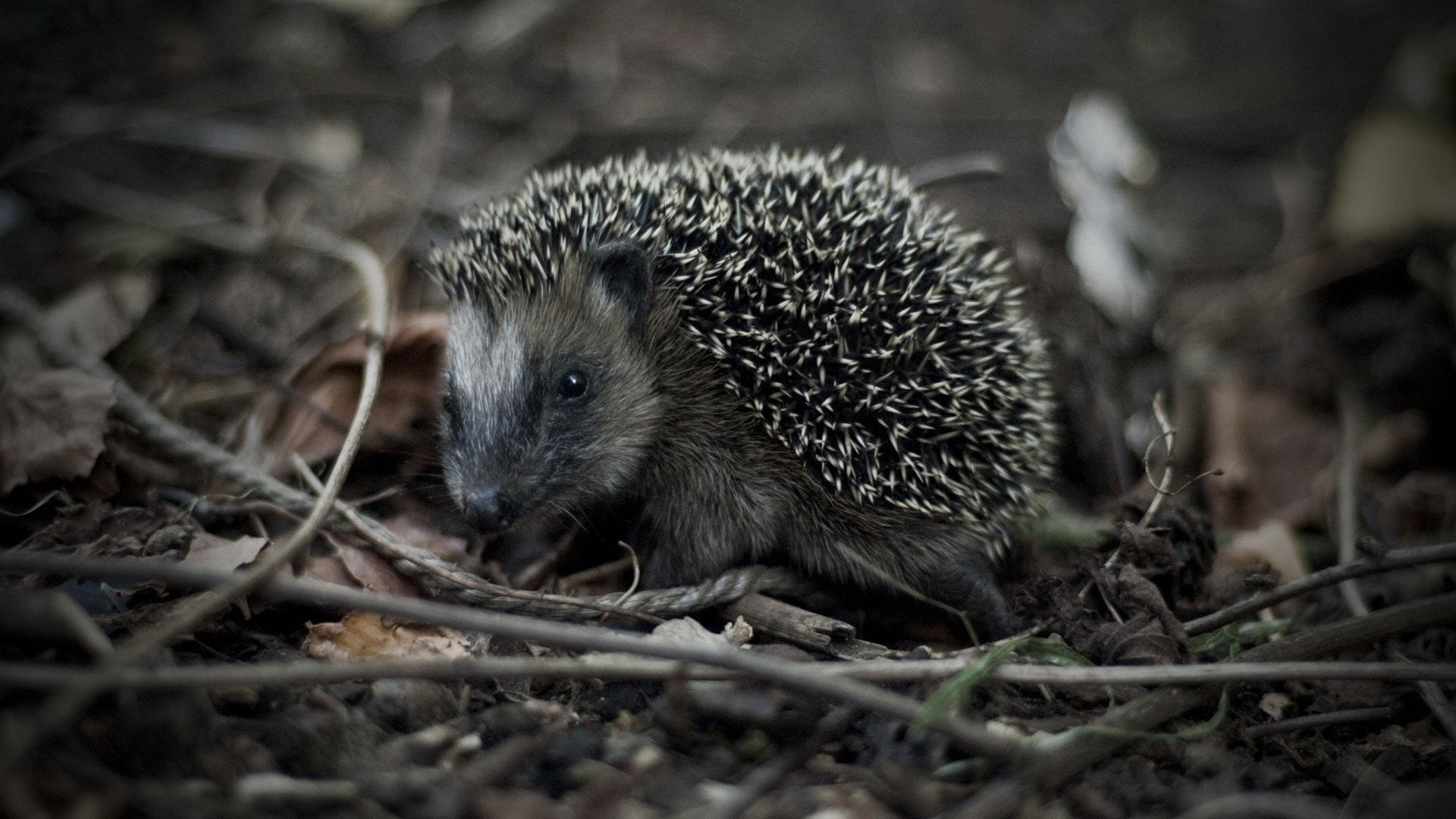 hedgehogs
