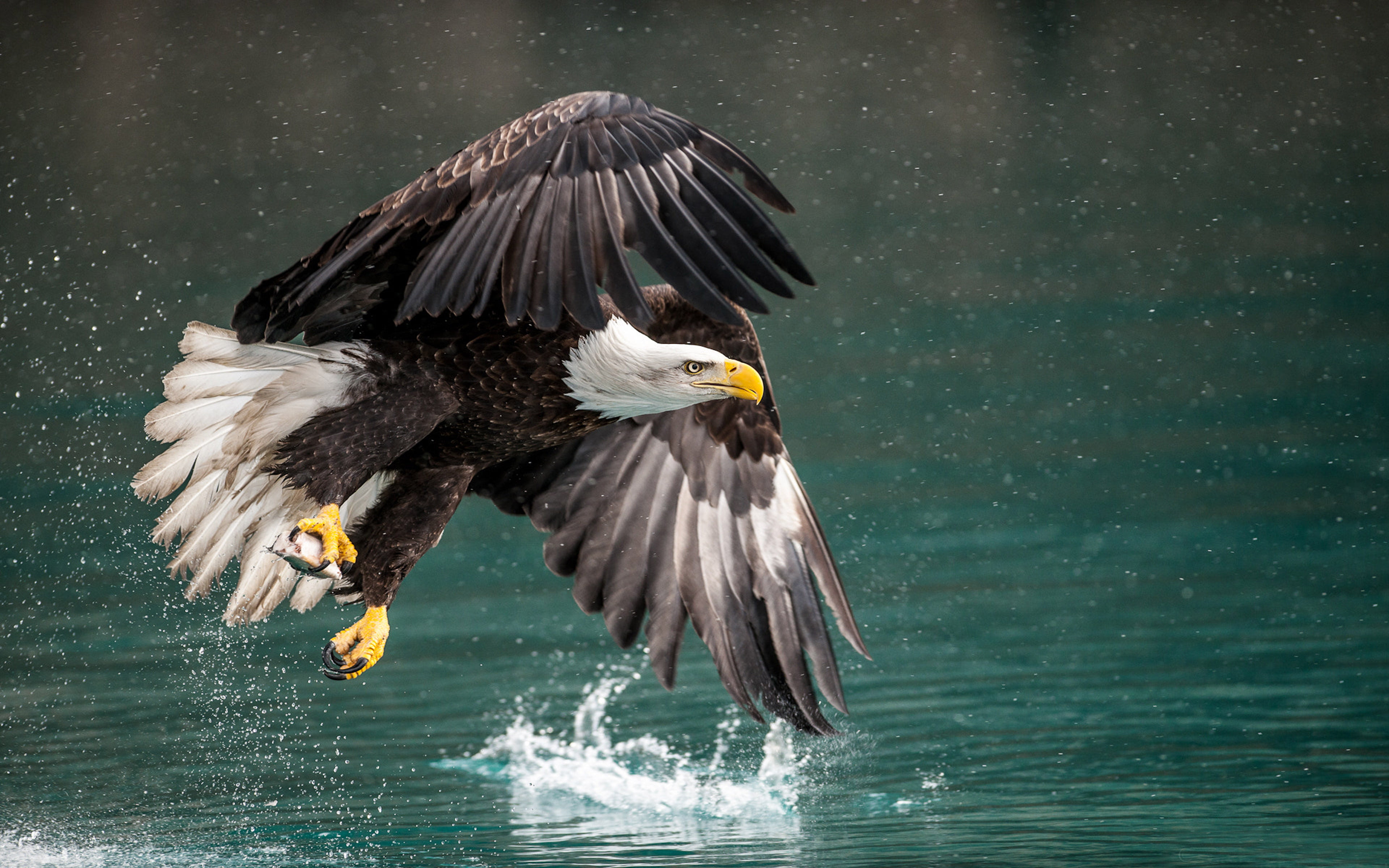 Bird Bald Eagle Fantastic Catch Hunting In Flight Winter In Alaska Desktop Hd Wallpaper For Mobile Phones Tablet And Pc 3840×2400
