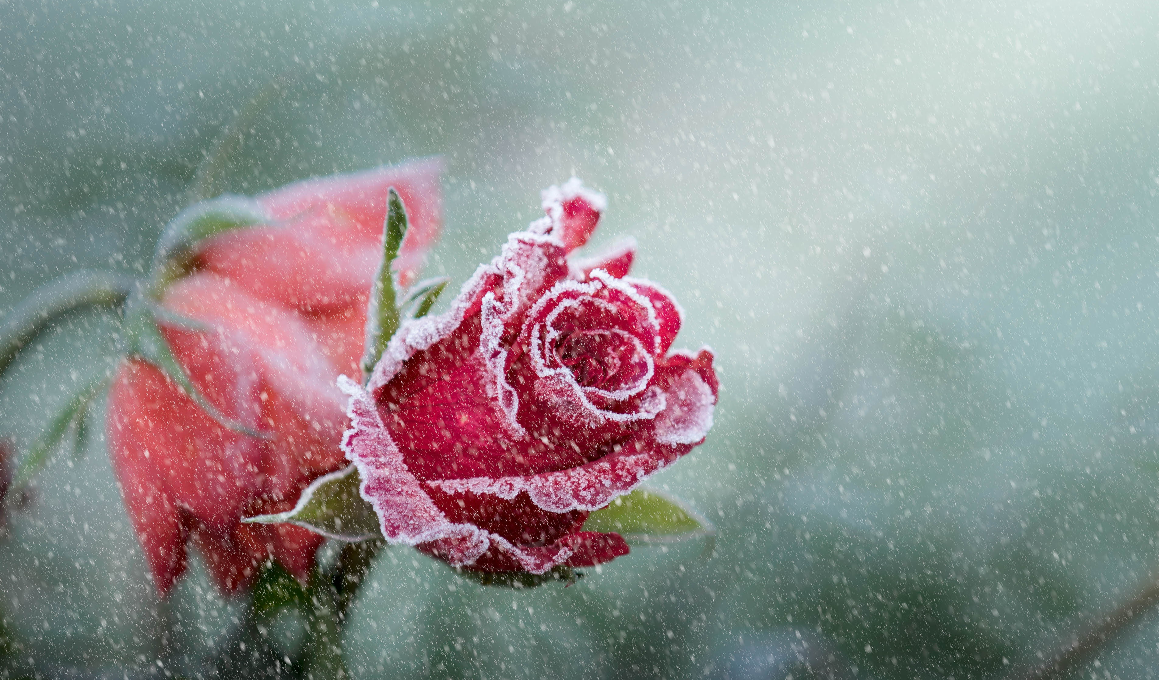 Frost, Rose, 4K, Snowfall, water, rose - flower, nature, wet