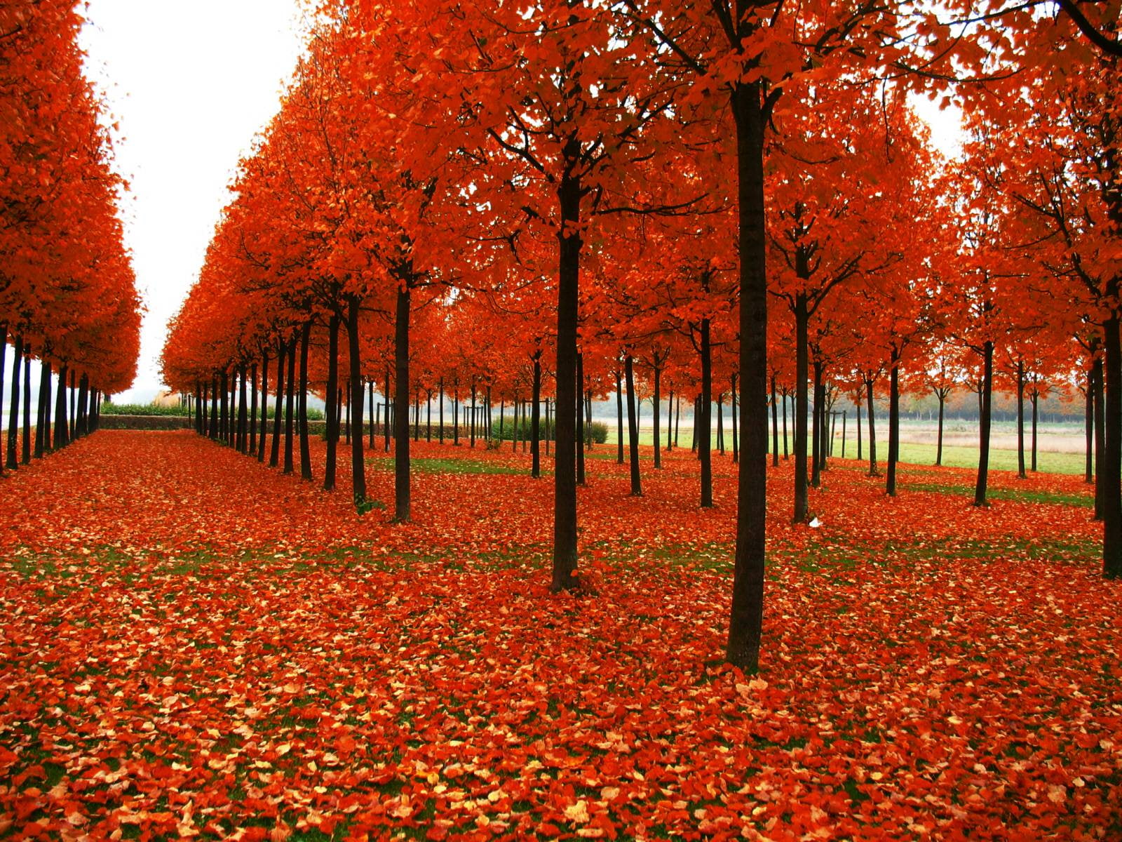 Rows of Autumn Trees, change, plant, orange color, leaf, plant part