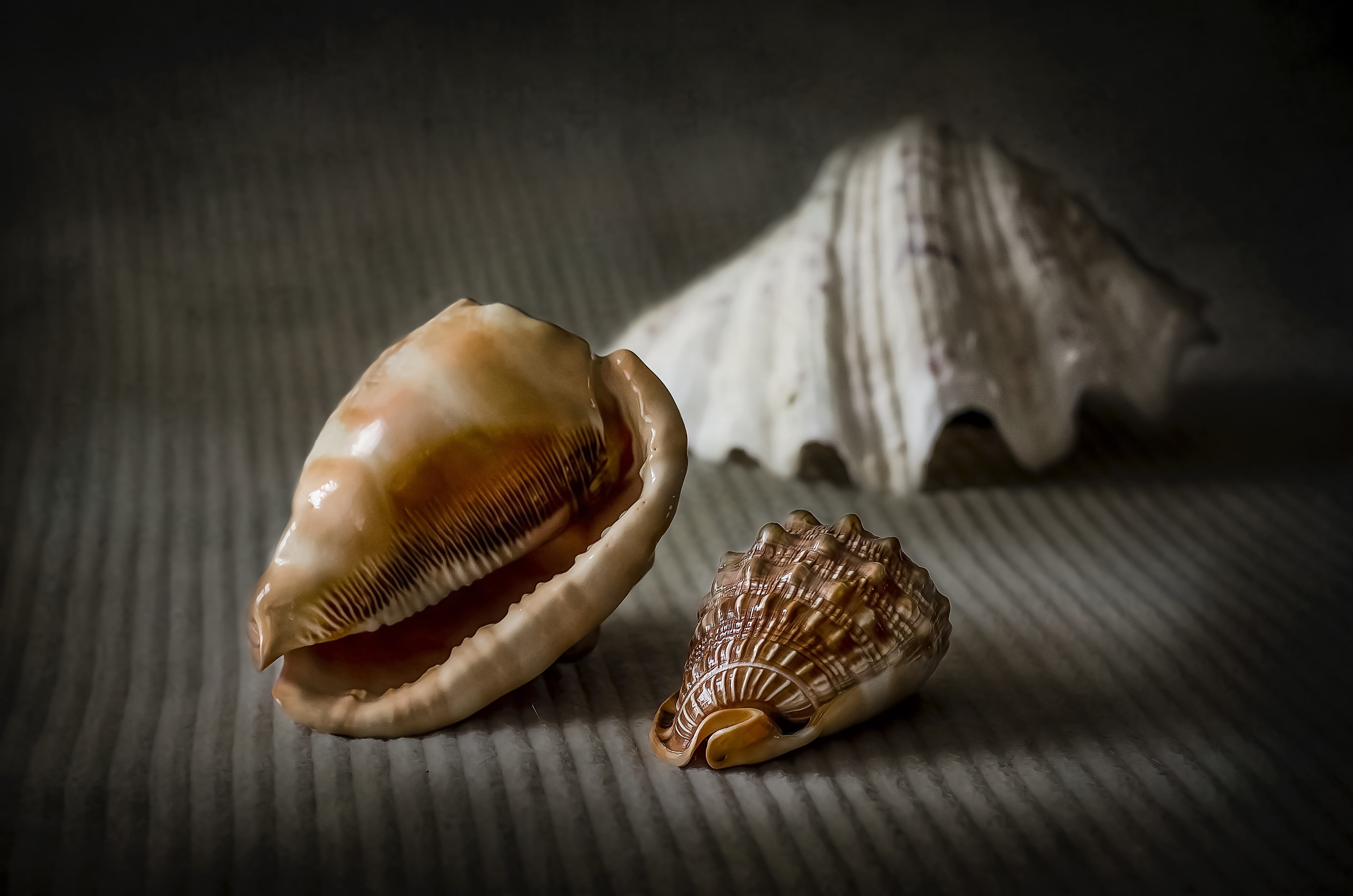 macro, style, shell