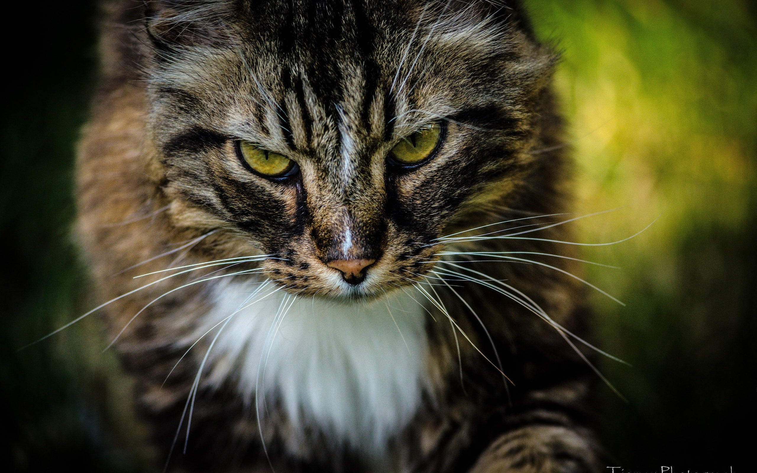 cat, muzzle
