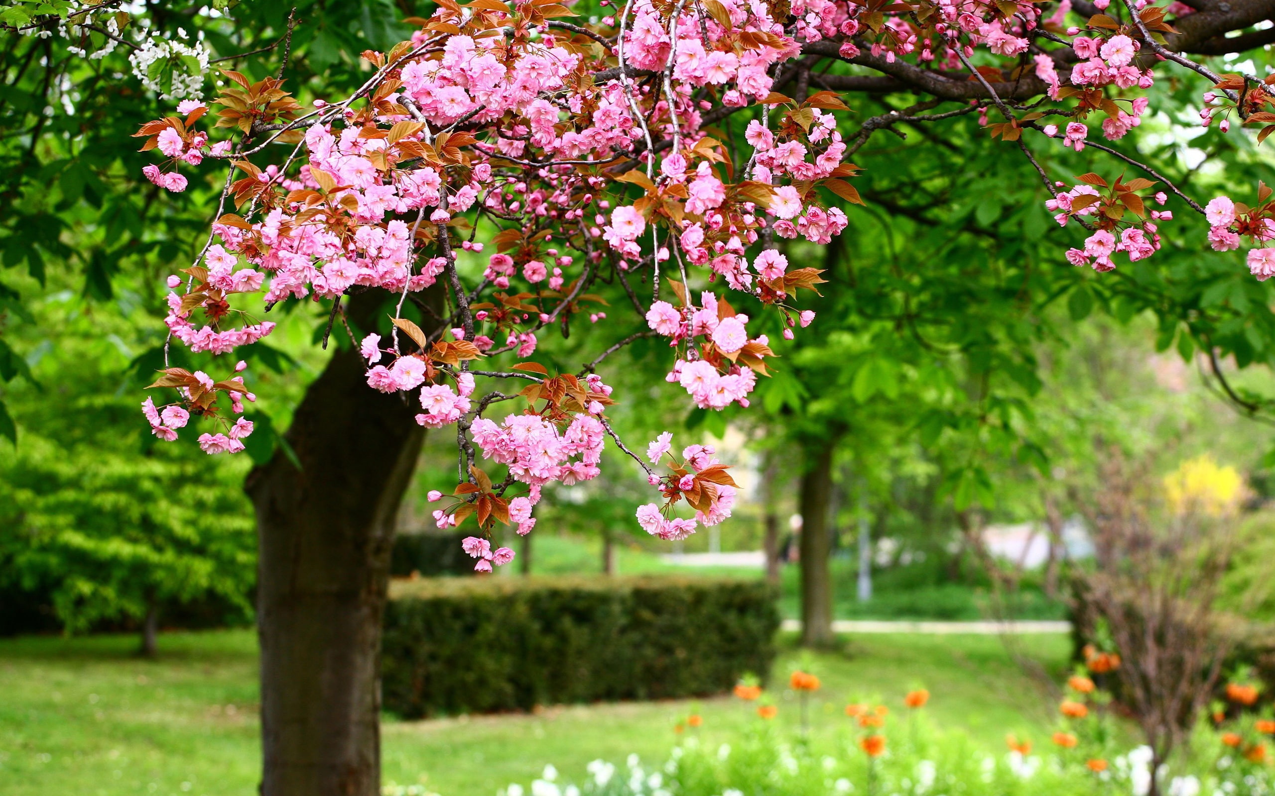 Spring park tree, pink flowers in full bloom