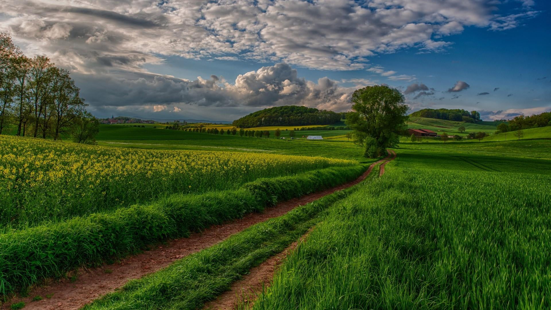 field, path, pathway, rape, clouds, nature, beauty in nature