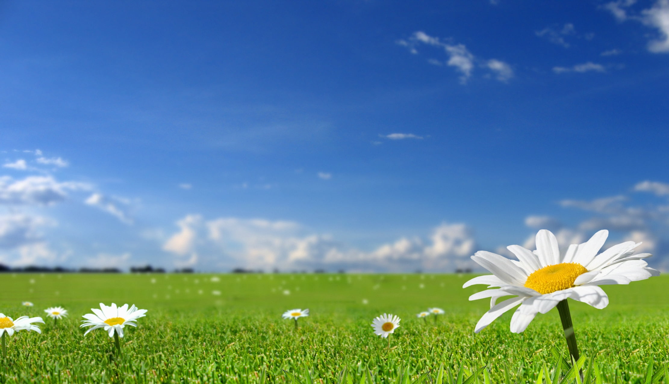 white daisy flowers, chamomile, field, sky, nature, sun, grass