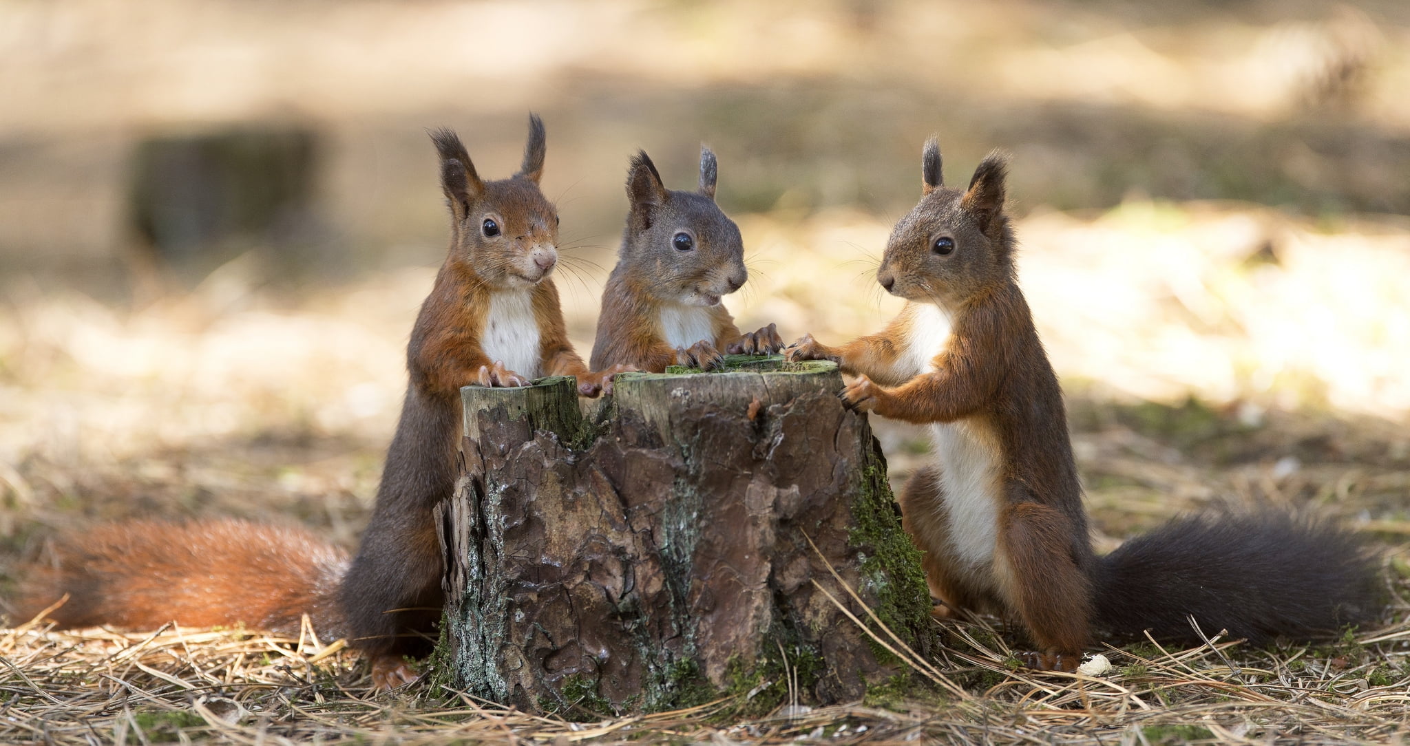 animal, cute, veverita, squirrel, trio, funny, group of animals