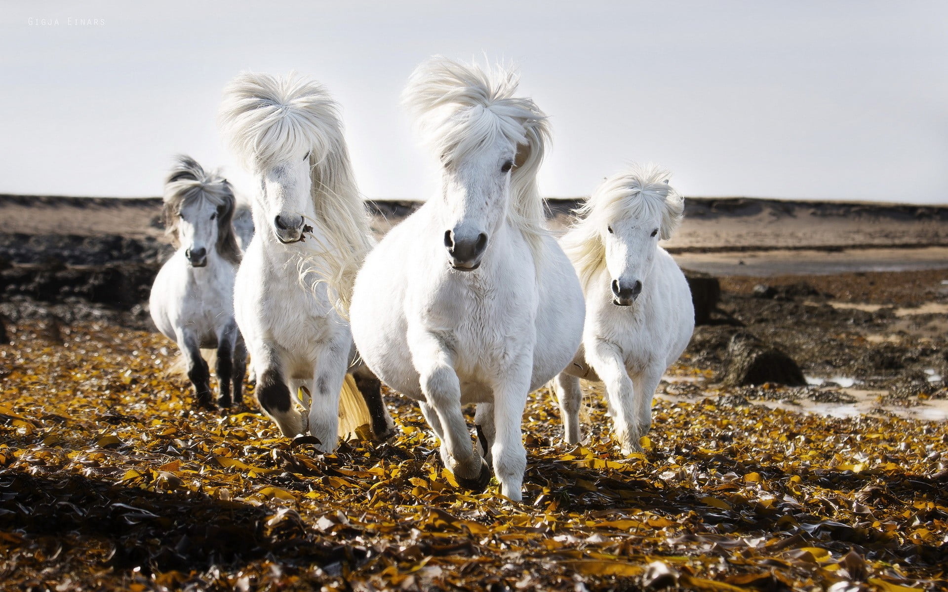 four white horses photo during day time, animals, nature, domestic