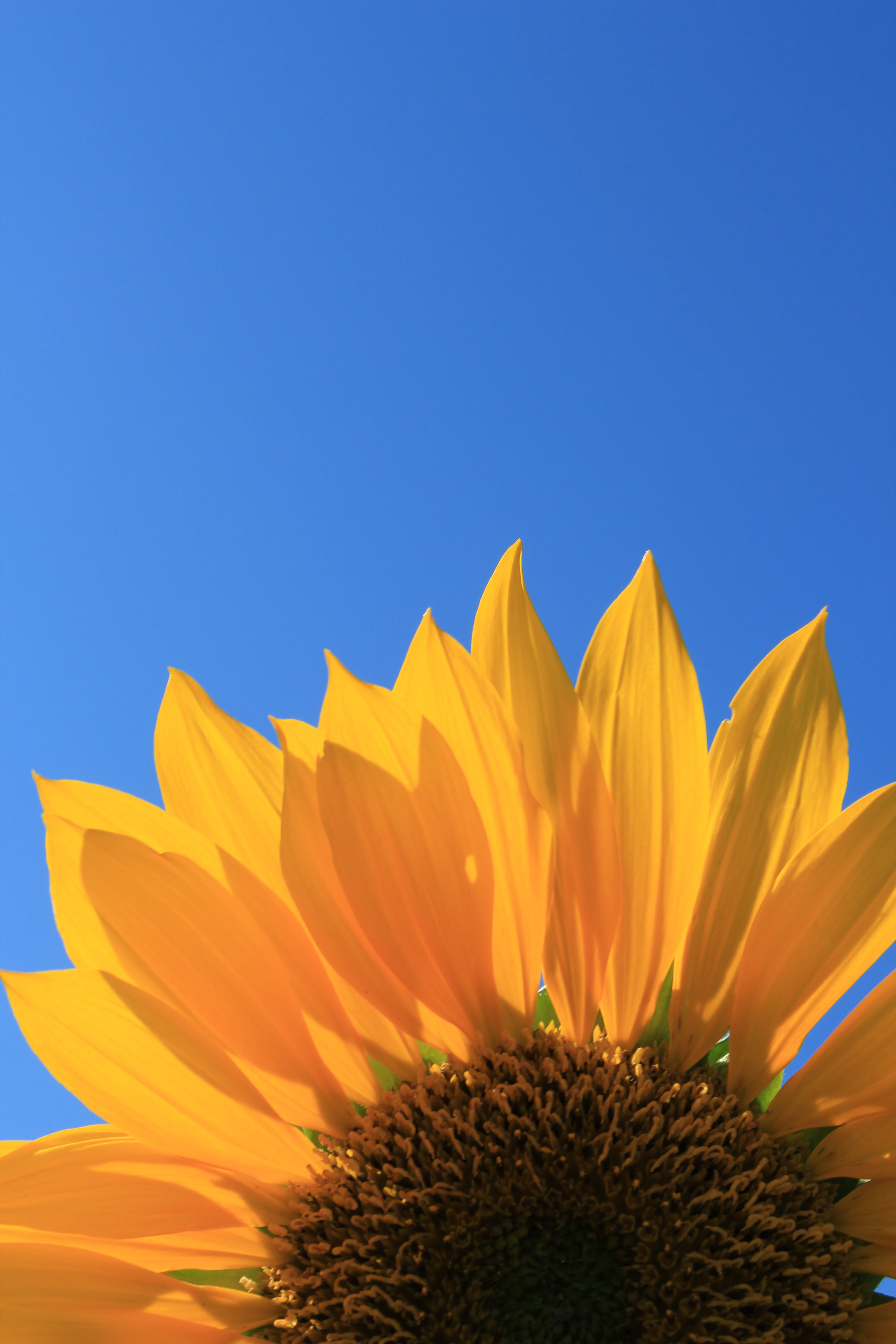 yellow sunflower closeup photography, sunflower, Blue Sky, summer
