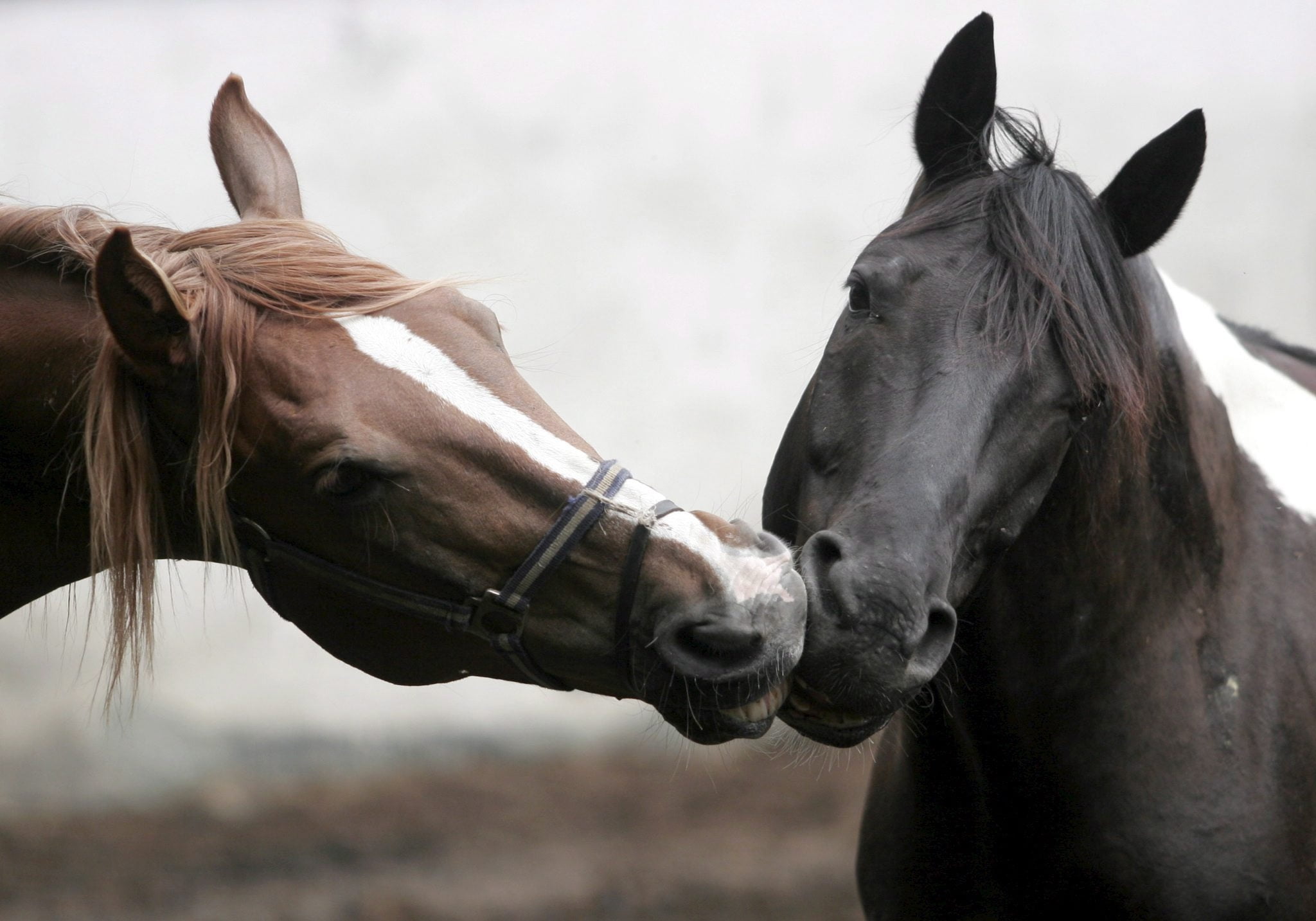 two black and brown horses, steam, care, affection, kissing, head