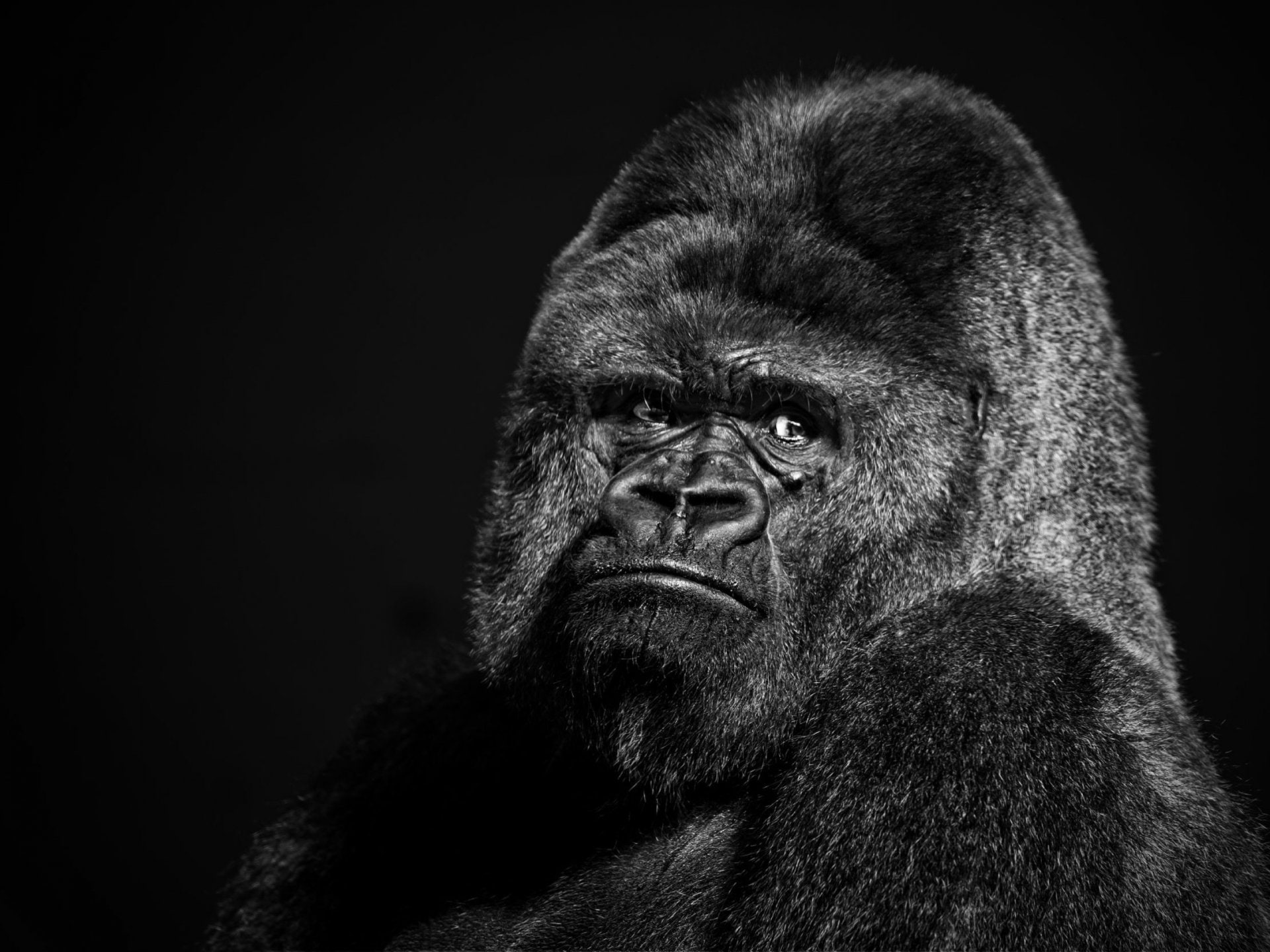 Monkeys, Gorilla