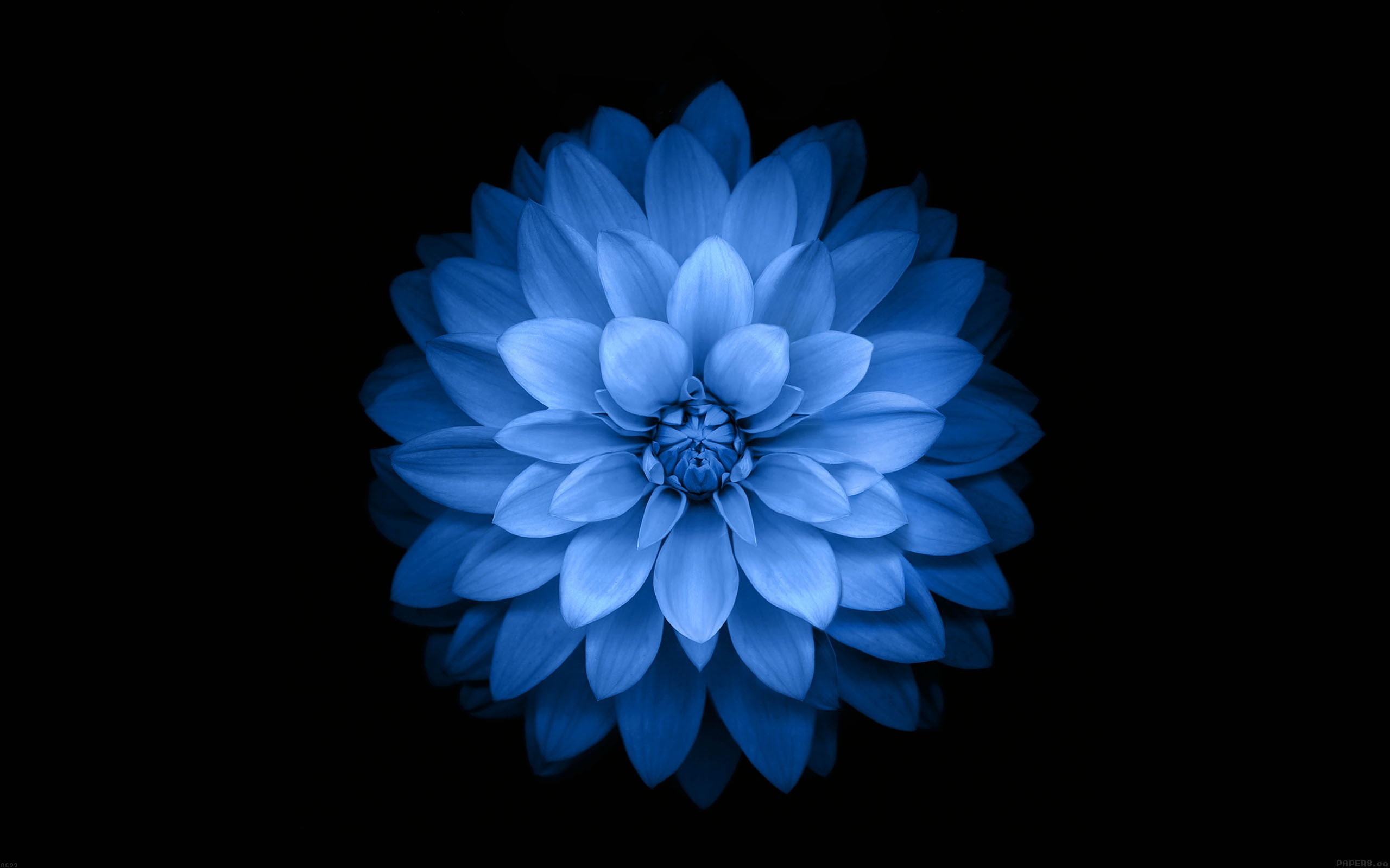 blue lotus flower-Apple iOS8 iPhone6 Plus HD Wallp.., blue Dahlia flower